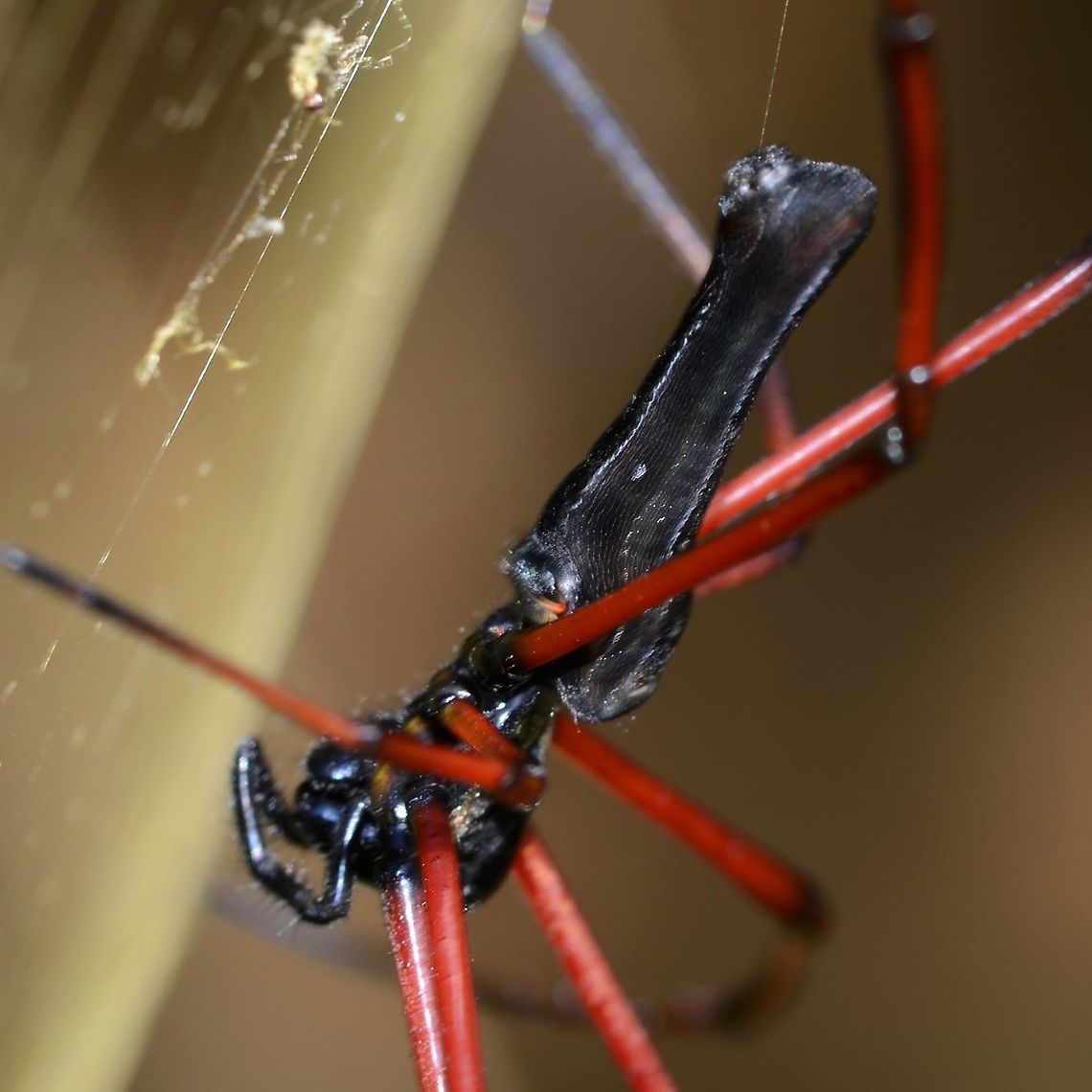 Nephila kuhlii Location is Bandung, West Java, Indonesia. Alongside a stream and paddy fields.<br />
<figure class="photo"><a href="https://www.jungledragon.com/image/38244/nephila_kuhlii.html" title="Nephila kuhlii"><img src="https://s3.amazonaws.com/media.jungledragon.com/images/2784/38244_thumb.jpg?AWSAccessKeyId=05GMT0V3GWVNE7GGM1R2&Expires=1759968010&Signature=cB0uCbqB7359krRHglWtErDiYl0%3D" width="200" height="200" alt="Nephila kuhlii Here is a very interesting spider. This image fits the visual definition of the kuhlii; black body, red legs. I also link a closer look at the side view.<br />
<br />
BUT, then there is the third linked view. It still has the red legs and black knees, but the abdomen dorsal kind of looks more like pilipes. In fact, all the features of pilipes are actually ghosted in on kuhlii.<br />
<br />
Personally, I do not believe that kuhlii is a separate species. I cannot say if they are interbreeding, as the males of both specimens look identical. I cannot explain what is going on, but some butterflies display color variations within species, I think that this is a similar thing. I could get images for the entire spectrum between full kuhlii and pilipes.<br />
<br />
Location is Bandung, West Java, Indonesia. Alongside a stream and paddy fields.<br />
http://www.jungledragon.com/image/38245/spider_gow_black_8394.html<br />
http://www.jungledragon.com/image/38246/spider_kuhlii_3539.html Bandung,Geotagged,Indonesia,Java,Nephila kuhlii,Summer,West Java,giant wood spider,golden orb weaver,kuhlii,nephila,pilipes" /></a></figure> Bandung,Geotagged,Indonesia,Java,Nephila kuhlii,Summer,West Java,giant wood spider,golden orb weaver,kuhlii,nephila,pilipes