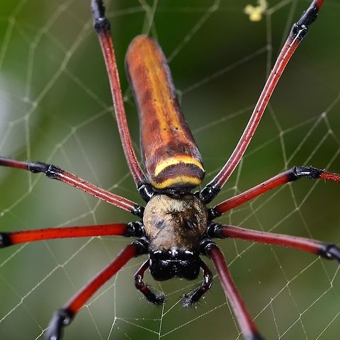 Nephila kuhlii or pilipes - you choose This specimen is half way between kuhlii and pilipes. I have no idea what to call it. I suspect kuhlii and pilipes are the same species.

Location is Bandung, West Java, Indonesia. Alongside a stream and paddy fields.
http://www.jungledragon.com/image/38244/spider_neph_black_7722.html Bandung,Fall,Geotagged,Indonesia,Java,Nephila pilipes,Northern Golden Orb Weaver,West Java,giant wood spider,golden orb weaver,kuhlii,nephila,pilipes