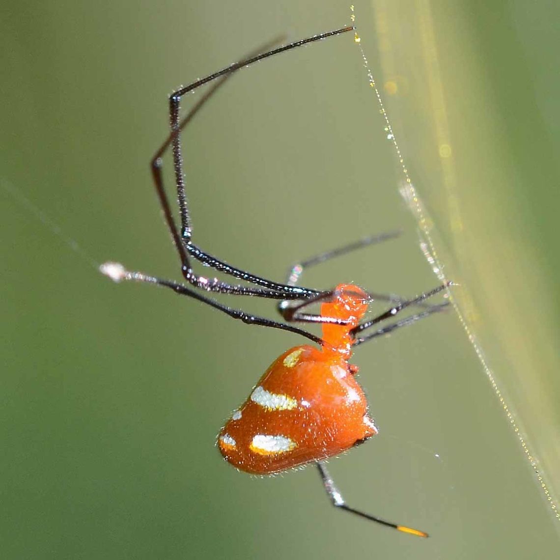 Argyrodes miniaceus This is rather a menacing and creepy looking spider, but in actual fact, it is a very small creature, quoted as 3.5mm, but I estimate more like around 5mm in length. You really need to pick up a rule to see how small 5mm actually is.<br />
<br />
This brightly colored spider is a kleptoparasite, which means that it steals the food of another to feed and survive. I hardly come across a single Nephila web that does not have a couple of these Argyrodes in play. They tend to hang around the edges of the huge web, picking off the small entrapments that are insignificant for the huge female Nephila.<br />
<br />
The parasite is cautious not to stray too close to the host for obvious reasons, but I have never seen any attacks or disturbances during my observations.<br />
<br />
One could argue that this arrangement was mutually beneficial to both the host Nephila and the parasite Argyrodes. The parasite gets a free meal and a home, and the host gets his web cleaned of those tedious little bugs that would otherwise collect and eventually cause housekeeping chores.<br />
<br />
This relationship is referred to as being a symbiotic relationship. It is to both parties advantage to survive together, peacefully. There are many examples of symbiotics in nature.<br />
<br />
Location is Bandung, West Java, Indonesia. Alongside a stream and paddy fields.<br />
<figure class="photo"><a href="https://www.jungledragon.com/image/38261/argyrodes_miniaceus.html" title="Argyrodes miniaceus"><img src="https://s3.amazonaws.com/media.jungledragon.com/images/2784/38261_thumb.JPG?AWSAccessKeyId=05GMT0V3GWVNE7GGM1R2&Expires=1770854410&Signature=rfF%2FZPiJsDL6R1C8JQoKh0NB9Mk%3D" width="200" height="200" alt="Argyrodes miniaceus Location is Bandung, West Java, Indonesia. Alongside a stream and paddy fields.<br />
http://www.jungledragon.com/image/38260/spider_red_7034.html Argyrodes miniaceus,Bandung,Geotagged,Indonesia,Java,West Java,Winter,kleptoparasite,parasite,spider,symbiotic,symbiotic relationship" /></a></figure> Argyrodes miniaceus,Bandung,Geotagged,Indonesia,Java,Spring,West Java,kleptoparasite,parasite,spider,symbiotic,symbiotic relationship