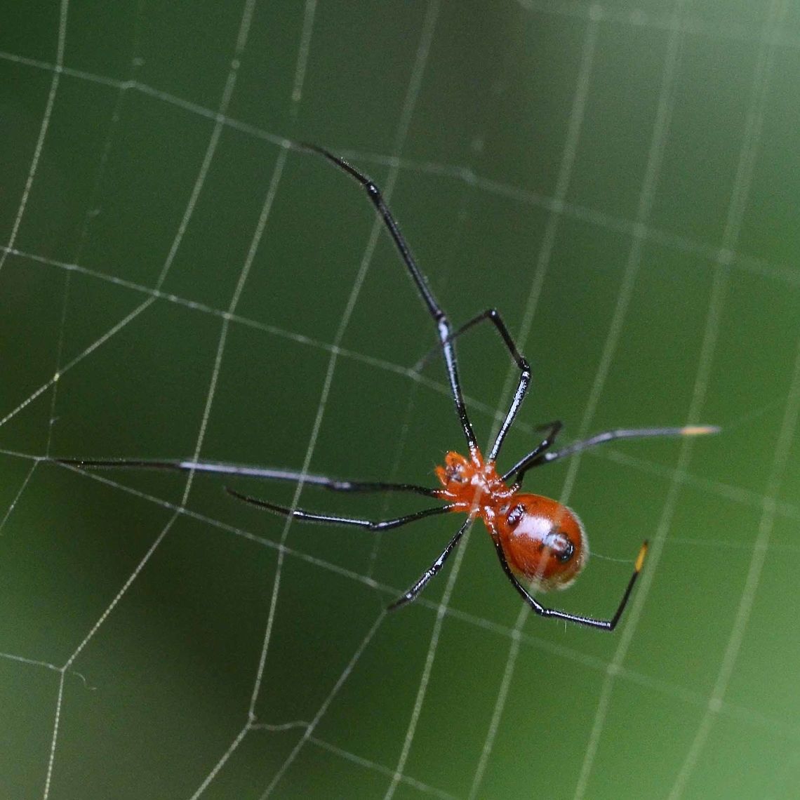 Argyrodes miniaceus Location is Bandung, West Java, Indonesia. Alongside a stream and paddy fields.<br />
<figure class="photo"><a href="https://www.jungledragon.com/image/38260/argyrodes_miniaceus.html" title="Argyrodes miniaceus"><img src="https://s3.amazonaws.com/media.jungledragon.com/images/2784/38260_thumb.jpg?AWSAccessKeyId=05GMT0V3GWVNE7GGM1R2&Expires=1763596810&Signature=sNQQD9nrb77QbunKn1NSdvGor2w%3D" width="200" height="200" alt="Argyrodes miniaceus This is rather a menacing and creepy looking spider, but in actual fact, it is a very small creature, quoted as 3.5mm, but I estimate more like around 5mm in length. You really need to pick up a rule to see how small 5mm actually is.<br />
<br />
This brightly colored spider is a kleptoparasite, which means that it steals the food of another to feed and survive. I hardly come across a single Nephila web that does not have a couple of these Argyrodes in play. They tend to hang around the edges of the huge web, picking off the small entrapments that are insignificant for the huge female Nephila.<br />
<br />
The parasite is cautious not to stray too close to the host for obvious reasons, but I have never seen any attacks or disturbances during my observations.<br />
<br />
One could argue that this arrangement was mutually beneficial to both the host Nephila and the parasite Argyrodes. The parasite gets a free meal and a home, and the host gets his web cleaned of those tedious little bugs that would otherwise collect and eventually cause housekeeping chores.<br />
<br />
This relationship is referred to as being a symbiotic relationship. It is to both parties advantage to survive together, peacefully. There are many examples of symbiotics in nature.<br />
<br />
Location is Bandung, West Java, Indonesia. Alongside a stream and paddy fields.<br />
http://www.jungledragon.com/image/38261/spider_red_gow_web_4869.html Argyrodes miniaceus,Bandung,Geotagged,Indonesia,Java,Spring,West Java,kleptoparasite,parasite,spider,symbiotic,symbiotic relationship" /></a></figure> Argyrodes miniaceus,Bandung,Geotagged,Indonesia,Java,West Java,Winter,kleptoparasite,parasite,spider,symbiotic,symbiotic relationship