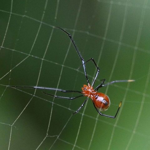 Argyrodes miniaceus Location is Bandung, West Java, Indonesia. Alongside a stream and paddy fields.
http://www.jungledragon.com/image/38260/spider_red_7034.html Argyrodes miniaceus,Bandung,Geotagged,Indonesia,Java,West Java,Winter,kleptoparasite,parasite,spider,symbiotic,symbiotic relationship