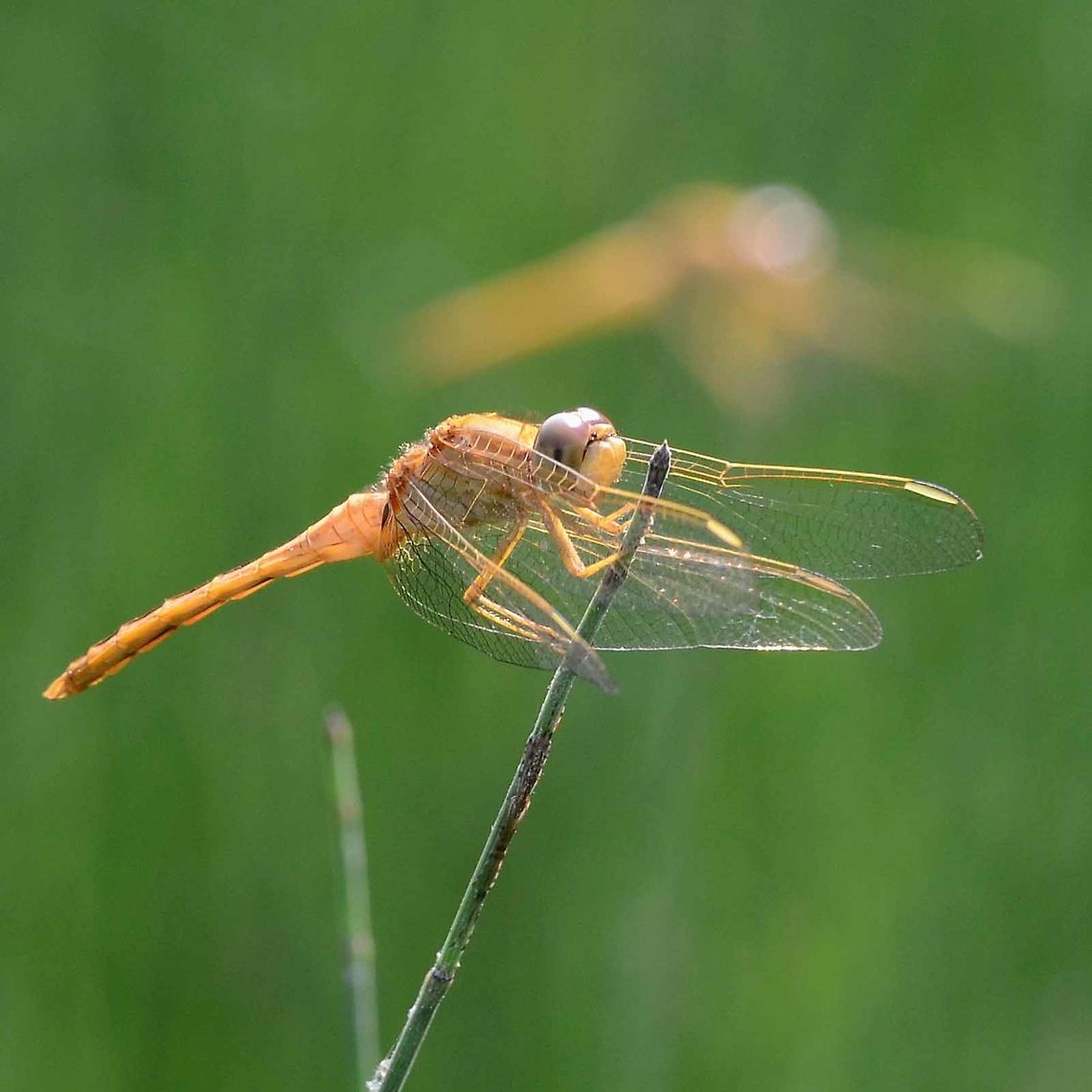 Crocothemis servilia servilia - Scarlet Skimmer A few more scarlet skimmers. Not the bright red normally associated with the males of this species, but a male none the less. If you zoom in on the root of the abdomen, just behind the wing you can see the accessory genitalia. Dragonflies evolved a very unusual system for mating, were the male&rsquo;s sperm is transferred to a false penis, a spigot just behind the thorax, in the underside of the second segment of the abdomen. Odonata are the only insects to use this method of sperm transfer.<br />
<br />
I have been unable to find an explanation for this evolutionary development, but feel the need to offer my hypothesis.<br />
<br />
Dragonflies have been around for approximately 400Ma and are one of the oldest bugs around. Flight was important for survival, but I will come back to that in the future, with more ideas.<br />
<br />
Once long wings and a long thin body had started to evolve, it became advantageous to have longer wings which in turn meant that a longer body needed to evolve for balance. There became a limitation; the centre of gravity of the wings and abdomen meant that the dragon could not walk, all it could do was hook on. This meant that conventional abdomen tip mating was not possible. So the limiting factor for the length of the abdomen and consequently the length of the wings, was the CoG and the ability to walk and position for mating.<br />
<br />
I can see a spigot at the base of the abdomen evolving, as it is a straight forward deformation. What I find amazing is that the dragon learned to use it, but he did, and it worked better than conventional, otherwise the faulty genes would not have spread.<br />
<br />
Once the need to walk was no longer essential to life, the abdomen and wings could continue to develop. All this must have happened very early on, long before the split to damsels and long before the earliest fossils. I feel that this one evolutionary step is what enabled the odonata to develop beyond a crane fly geometry.<br />
<br />
The above is not proven, accepted or scholarly fact, just my ideas on the subject.<br />
<br />
The legs of the modern dragonfly are a series of hooks and levers, that push and pull on the perch to achieve stability, as seen above.<br />
<br />
Location is Bandung, West Java, Indonesia. Alongside a stream and paddy fields.<br />
<figure class="photo"><a href="https://www.jungledragon.com/image/38277/crocothemis_servilia_servilia_-_scarlet_skimmer.html" title="Crocothemis servilia servilia - Scarlet Skimmer"><img src="https://s3.amazonaws.com/media.jungledragon.com/images/2784/38277_thumb.JPG?AWSAccessKeyId=05GMT0V3GWVNE7GGM1R2&Expires=1759968010&Signature=W3gGQSrOpZa4%2BAT%2Frdpd4u8iX2I%3D" width="200" height="200" alt="Crocothemis servilia servilia - Scarlet Skimmer Location is Bandung, West Java, Indonesia. Alongside a stream and paddy fields.<br />
http://www.jungledragon.com/image/38276/crocothemis_servilia_servilia_-_scarlet_skimmer.html Bandung,Crocothemis servilia,Geotagged,Indonesia,Java,Scarlet Skimmer,West Java,Winter,dragon,dragonfly" /></a></figure> Bandung,Crocothemis servilia,Geotagged,Indonesia,Java,Scarlet Skimmer,West Java,Winter,dragon,dragonfly