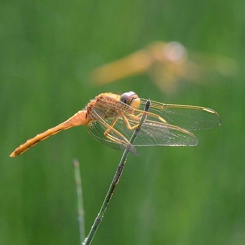 Crocothemis servilia servilia - Scarlet Skimmer A few more scarlet skimmers. Not the bright red normally associated with the males of this species, but a male none the less. If you zoom in on the root of the abdomen, just behind the wing you can see the accessory genitalia. Dragonflies evolved a very unusual system for mating, were the male’s sperm is transferred to a false penis, a spigot just behind the thorax, in the underside of the second segment of the abdomen. Odonata are the only insects to use this method of sperm transfer.

I have been unable to find an explanation for this evolutionary development, but feel the need to offer my hypothesis.

Dragonflies have been around for approximately 400Ma and are one of the oldest bugs around. Flight was important for survival, but I will come back to that in the future, with more ideas.

Once long wings and a long thin body had started to evolve, it became advantageous to have longer wings which in turn meant that a longer body needed to evolve for balance. There became a limitation; the centre of gravity of the wings and abdomen meant that the dragon could not walk, all it could do was hook on. This meant that conventional abdomen tip mating was not possible. So the limiting factor for the length of the abdomen and consequently the length of the wings, was the CoG and the ability to walk and position for mating.

I can see a spigot at the base of the abdomen evolving, as it is a straight forward deformation. What I find amazing is that the dragon learned to use it, but he did, and it worked better than conventional, otherwise the faulty genes would not have spread.

Once the need to walk was no longer essential to life, the abdomen and wings could continue to develop. All this must have happened very early on, long before the split to damsels and long before the earliest fossils. I feel that this one evolutionary step is what enabled the odonata to develop beyond a crane fly geometry.

The above is not proven, accepted or scholarly fact, just my ideas on the subject.

The legs of the modern dragonfly are a series of hooks and levers, that push and pull on the perch to achieve stability, as seen above.

Location is Bandung, West Java, Indonesia. Alongside a stream and paddy fields.
http://www.jungledragon.com/image/38277/crocothemis_servilia_servilia_-_scarlet_skimmer.html Bandung,Crocothemis servilia,Geotagged,Indonesia,Java,Scarlet Skimmer,West Java,Winter,dragon,dragonfly
