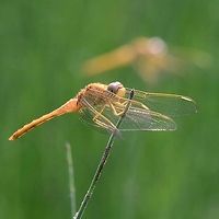 Crocothemis servilia servilia - Scarlet Skimmer A few more scarlet skimmers. Not the bright red normally associated with the males of this species, but a male none the less. If you zoom in on the root of the abdomen, just behind the wing you can see the accessory genitalia. Dragonflies evolved a very unusual system for mating, were the male’s sperm is transferred to a false penis, a spigot just behind the thorax, in the underside of the second segment of the abdomen. Odonata are the only insects to use this method of sperm transfer.<br />
<br />
I have been unable to find an explanation for this evolutionary development, but feel the need to offer my hypothesis.<br />
<br />
Dragonflies have been around for approximately 400Ma and are one of the oldest bugs around. Flight was important for survival, but I will come back to that in the future, with more ideas.<br />
<br />
Once long wings and a long thin body had started to evolve, it became advantageous to have longer wings which in turn meant that a longer body needed to evolve for balance. There became a limitation; the centre of gravity of the wings and abdomen meant that the dragon could not walk, all it could do was hook on. This meant that conventional abdomen tip mating was not possible. So the limiting factor for the length of the abdomen and consequently the length of the wings, was the CoG and the ability to walk and position for mating.<br />
<br />
I can see a spigot at the base of the abdomen evolving, as it is a straight forward deformation. What I find amazing is that the dragon learned to use it, but he did, and it worked better than conventional, otherwise the faulty genes would not have spread.<br />
<br />
Once the need to walk was no longer essential to life, the abdomen and wings could continue to develop. All this must have happened very early on, long before the split to damsels and long before the earliest fossils. I feel that this one evolutionary step is what enabled the odonata to develop beyond a crane fly geometry.<br />
<br />
The above is not proven, accepted or scholarly fact, just my ideas on the subject.<br />
<br />
The legs of the modern dragonfly are a series of hooks and levers, that push and pull on the perch to achieve stability, as seen above.<br />
<br />
Location is Bandung, West Java, Indonesia. Alongside a stream and paddy fields.<br />
http://www.jungledragon.com/image/38277/crocothemis_servilia_servilia_-_scarlet_skimmer.html Bandung,Crocothemis servilia,Geotagged,Indonesia,Java,Scarlet Skimmer,West Java,Winter,dragon,dragonfly