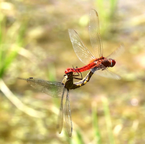 Crocothemis servilia servilia - Scarlet Skimmer Location is Bandung, West Java, Indonesia. Alongside a stream and paddy fields.
http://www.jungledragon.com/image/38276/crocothemis_servilia_servilia_-_scarlet_skimmer.html Bandung,Crocothemis servilia,Geotagged,Indonesia,Java,Scarlet Skimmer,West Java,Winter,dragon,dragonfly