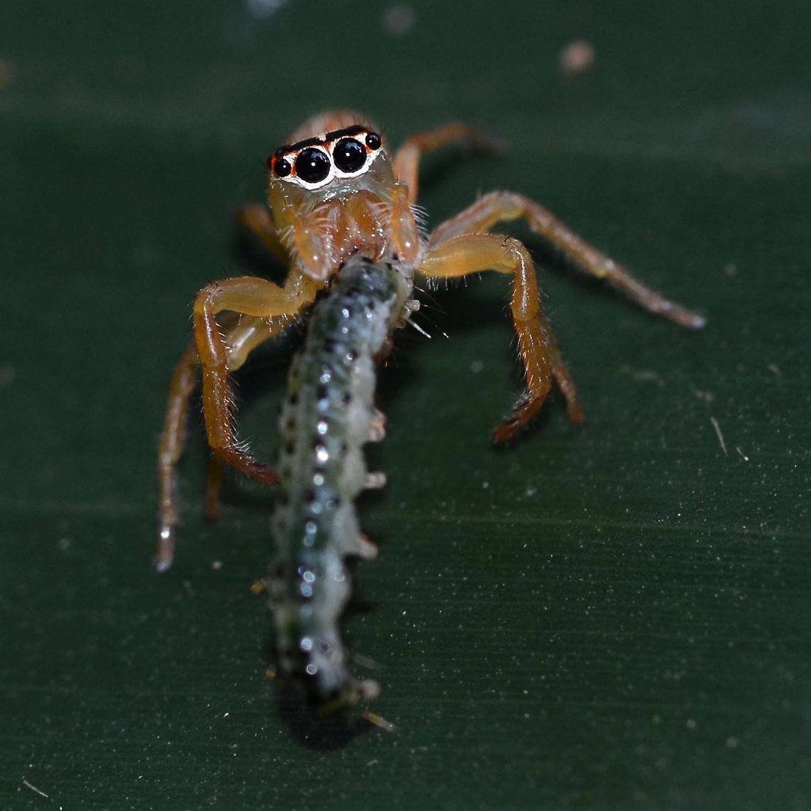 Artabrus erythrocephalus Location is Bandung, West Java, Indonesia. Alongside a stream and paddy fields.<br />
<figure class="photo"><a href="https://www.jungledragon.com/image/38317/artabrus_erythrocephalus.html" title="Artabrus erythrocephalus"><img src="https://s3.amazonaws.com/media.jungledragon.com/images/2784/38317_thumb.jpg?AWSAccessKeyId=05GMT0V3GWVNE7GGM1R2&Expires=1767225610&Signature=BDwxqPTg7e%2B5bQOYjPJCmchu0hs%3D" width="200" height="200" alt="Artabrus erythrocephalus This is a Salticidae jumping spider that I see occasionally. It proved to be a problem finding an ID.<br />
<br />
Location is Bandung, West Java, Indonesia. Alongside a stream and paddy fields.<br />
http://www.jungledragon.com/image/38315/spider_jumping_1088.html<br />
http://www.jungledragon.com/image/38316/spider_jumping_7013.html Artabrus erythrocephalus,Bandung,Fall,Geotagged,Indonesia,Java,Salticidae,West Java,jumping spider,spider" /></a></figure> Artabrus erythrocephalus,Bandung,Fall,Geotagged,Indonesia,Java,Salticidae,West Java,jumping spider,spider