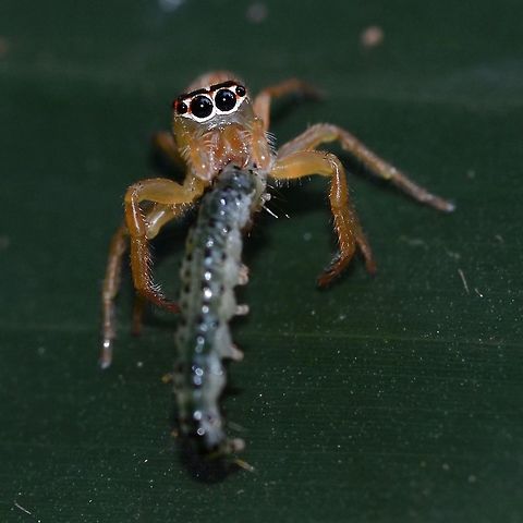 Artabrus erythrocephalus Location is Bandung, West Java, Indonesia. Alongside a stream and paddy fields.
http://www.jungledragon.com/image/38317/spider_jumping_0353.html Artabrus erythrocephalus,Bandung,Fall,Geotagged,Indonesia,Java,Salticidae,West Java,jumping spider,spider