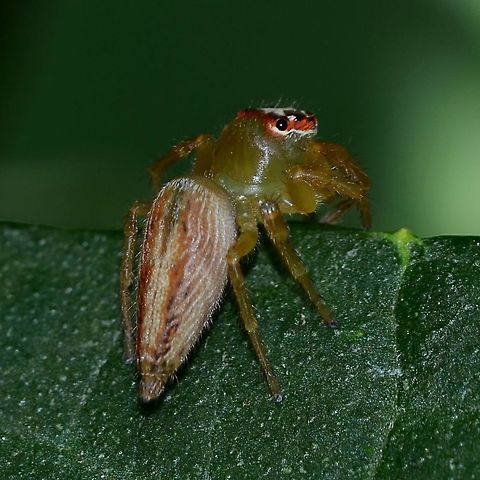 Artabrus erythrocephalus Location is Bandung, West Java, Indonesia. Alongside a stream and paddy fields.
http://www.jungledragon.com/image/38317/spider_jumping_0353.html Artabrus erythrocephalus,Bandung,Geotagged,Indonesia,Java,Salticidae,Summer,West Java,jumping spider,spider