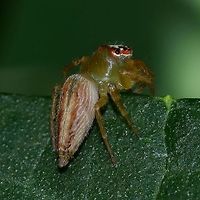 Artabrus erythrocephalus Location is Bandung, West Java, Indonesia. Alongside a stream and paddy fields.<br />
http://www.jungledragon.com/image/38317/spider_jumping_0353.html Artabrus erythrocephalus,Bandung,Geotagged,Indonesia,Java,Salticidae,Summer,West Java,jumping spider,spider