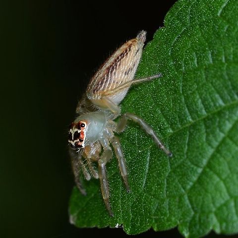 Artabrus erythrocephalus This is a Salticidae jumping spider that I see occasionally. It proved to be a problem finding an ID.

Location is Bandung, West Java, Indonesia. Alongside a stream and paddy fields.
http://www.jungledragon.com/image/38315/spider_jumping_1088.html
http://www.jungledragon.com/image/38316/spider_jumping_7013.html Artabrus erythrocephalus,Bandung,Fall,Geotagged,Indonesia,Java,Salticidae,West Java,jumping spider,spider