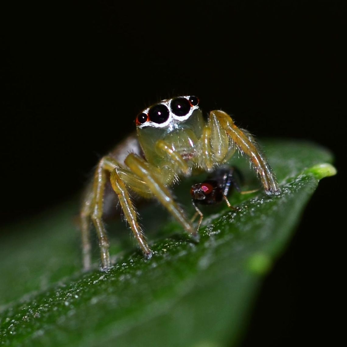 Symbiotic Relationship between Spider and Fly Location is Bandung, West Java, Indonesia. Alongside a stream and paddy fields.<br />
<figure class="photo"><a href="https://www.jungledragon.com/image/38385/symbiotic_relationship_between_spider_and_fly.html" title="Symbiotic Relationship between Spider and Fly"><img src="https://s3.amazonaws.com/media.jungledragon.com/images/2784/38385_thumb.JPG?AWSAccessKeyId=05GMT0V3GWVNE7GGM1R2&Expires=1759968010&Signature=Ty5kvZ1BOQ3%2FGA1WAmwyny5ZKVw%3D" width="200" height="200" alt="Symbiotic Relationship between Spider and Fly The archetypal example of a predator prey relationship is the spider and the fly, the idea of these two creatures being in a relationship that didn&rsquo;t involve eating or being eaten would be farfetched to say the least, and yet this is what I observed.<br />
<br />
I spotted Artabrus erythrocephalus, a medium sized Saltycidae jumping spider on a leaf at shoulder height. I moved in for some images and soon noticed the fly underneath the spider. Naturally I assumed that this Diptera was dinner for the spider, up until the moment when the spider moved.<br />
<br />
The fly appeared to move with the spider. I encouraged the spider to move again and took a closer look, and sure enough, the fly was not being consumed, but was hiding underneath the spider.<br />
<br />
At one point, the spider transferred to the underside of the leaf and the fly still managed to follow, and back to the top of the leaf. I captured a series of images, but with my poor eyesight, I had no clue as to what was going on.<br />
<br />
I continued to observe, but my disturbance caused the spider to jump to an adjacent leaf. The fly followed, landing in front of the spider. The arachnid raised her front legs, and I truly thought the fly was toast, but then the legs lowered and the fly once again, took its position under the spider.<br />
<br />
Obviously symbiotic, but at the time, I could not figure out what the spider got out of the relationship. A few weeks after the shoot, I zoomed in and noticed that the fly appeared to be feeding off the spider. Further research revealed that Nephila has been known to allow a fly to clean its fangs after feeding, then, it all fell into place. The fly was cleaning the fangs and around the mouth of the spider after a meal.<br />
<br />
The fly was probably a Milichid, which are known for kleptoparasite behavior.<br />
<br />
As far as I know, this particular relationship has not been photographed and extensive searches did not bring up any images of such scenes as this, so I do believe these images are unique.<br />
<br />
Location is Bandung, West Java, Indonesia. Alongside a stream and paddy fields.<br />
http://www.jungledragon.com/image/38384/symbiotic_crop_9995.html<br />
http://www.jungledragon.com/image/38382/symbiotic_9990.html<br />
http://www.jungledragon.com/image/38383/symbiotic_9982.html Artabrus erythrocephalus,Bandung,Fall,Geotagged,Indonesia,Java,Milichid,Milichiidae,West Java,fly,spider,symbiotic,symbiotic relationship" /></a></figure> Artabrus erythrocephalus,Bandung,Fall,Geotagged,Indonesia,Java,Milichid,Milichiidae,West Java,fly,spider,symbiotic,symbiotic relationship