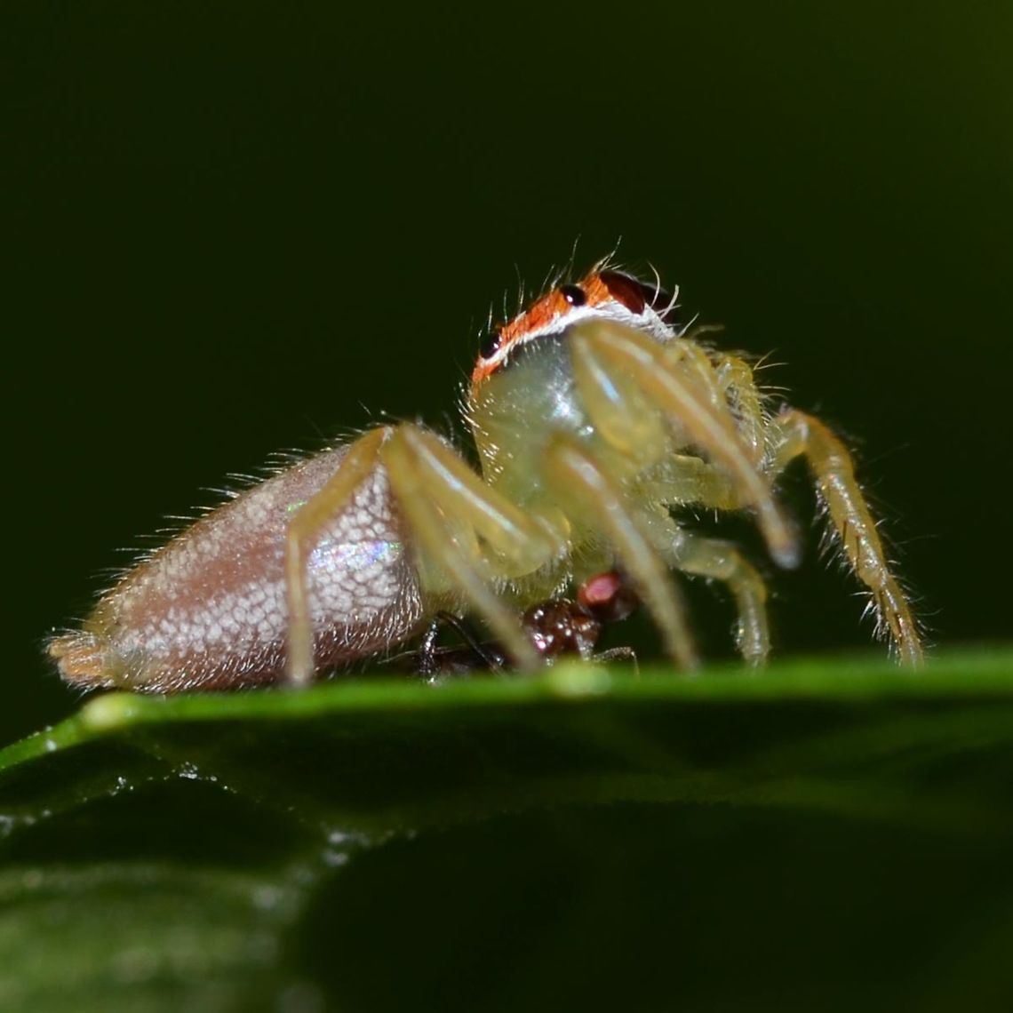 Symbiotic Relationship between Spider and Fly Location is Bandung, West Java, Indonesia. Alongside a stream and paddy fields.<br />
<figure class="photo"><a href="https://www.jungledragon.com/image/38385/symbiotic_relationship_between_spider_and_fly.html" title="Symbiotic Relationship between Spider and Fly"><img src="https://s3.amazonaws.com/media.jungledragon.com/images/2784/38385_thumb.JPG?AWSAccessKeyId=05GMT0V3GWVNE7GGM1R2&Expires=1767225610&Signature=j6%2BOzJ%2BpBURrRu0v2k2ORrnwnCY%3D" width="200" height="200" alt="Symbiotic Relationship between Spider and Fly The archetypal example of a predator prey relationship is the spider and the fly, the idea of these two creatures being in a relationship that didn&rsquo;t involve eating or being eaten would be farfetched to say the least, and yet this is what I observed.<br />
<br />
I spotted Artabrus erythrocephalus, a medium sized Saltycidae jumping spider on a leaf at shoulder height. I moved in for some images and soon noticed the fly underneath the spider. Naturally I assumed that this Diptera was dinner for the spider, up until the moment when the spider moved.<br />
<br />
The fly appeared to move with the spider. I encouraged the spider to move again and took a closer look, and sure enough, the fly was not being consumed, but was hiding underneath the spider.<br />
<br />
At one point, the spider transferred to the underside of the leaf and the fly still managed to follow, and back to the top of the leaf. I captured a series of images, but with my poor eyesight, I had no clue as to what was going on.<br />
<br />
I continued to observe, but my disturbance caused the spider to jump to an adjacent leaf. The fly followed, landing in front of the spider. The arachnid raised her front legs, and I truly thought the fly was toast, but then the legs lowered and the fly once again, took its position under the spider.<br />
<br />
Obviously symbiotic, but at the time, I could not figure out what the spider got out of the relationship. A few weeks after the shoot, I zoomed in and noticed that the fly appeared to be feeding off the spider. Further research revealed that Nephila has been known to allow a fly to clean its fangs after feeding, then, it all fell into place. The fly was cleaning the fangs and around the mouth of the spider after a meal.<br />
<br />
The fly was probably a Milichid, which are known for kleptoparasite behavior.<br />
<br />
As far as I know, this particular relationship has not been photographed and extensive searches did not bring up any images of such scenes as this, so I do believe these images are unique.<br />
<br />
Location is Bandung, West Java, Indonesia. Alongside a stream and paddy fields.<br />
http://www.jungledragon.com/image/38384/symbiotic_crop_9995.html<br />
http://www.jungledragon.com/image/38382/symbiotic_9990.html<br />
http://www.jungledragon.com/image/38383/symbiotic_9982.html Artabrus erythrocephalus,Bandung,Fall,Geotagged,Indonesia,Java,Milichid,Milichiidae,West Java,fly,spider,symbiotic,symbiotic relationship" /></a></figure> Artabrus erythrocephalus,Bandung,Fall,Geotagged,Indonesia,Java,Milichid,Milichiidae,West Java,fly,spider,symbiotic,symbiotic relationship