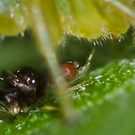 Symbiotic Relationship between Spider and Fly This symbiotic arrangement between these two individuals of separate species is not normal and cannot be considered to be instinctive, hereditary or genetically induced.<br />
<br />
I do agree that most of a bug's behaviour is sufficiently repetitive to be stored genetically and its life functions do not have to be learned; walking, flying, mating, nest building, food collection etc. are all automatic knowledge. However, decisions still have to be made.<br />
<br />
In the case of this symbiotic relationship, a considerable thought process had to occur on both sides:<br />
<br />
Fly &ndash; the spider is dangerous and wants to eat me. I can sense surplus food that the spider is not consuming. If I show cautious interest in the excess food, will the spider grant me access?<br />
<br />
Spider &ndash; there excess food on my fangs that I cannot remove. The fly is a small meal, but I have just eaten and do not require food. The fly shows interest in my excess food problem, should I grant access?<br />
<br />
The above thought process must take place on both sides for the natural instinct of both species to be overwritten. This is clear proof that bugs are capable of complex thought processes.<br />
<br />
Location is Bandung, West Java, Indonesia. Alongside a stream and paddy fields.<br />
http://www.jungledragon.com/image/38385/symbiotic_9995.html Artabrus erythrocephalus,Bandung,Fall,Geotagged,Indonesia,Java,Milichid,Milichiidae,West Java,fly,spider,symbiotic,symbiotic relationship