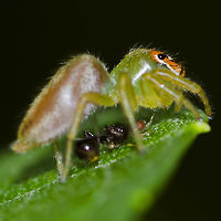 Symbiotic Relationship between Spider and Fly The archetypal example of a predator prey relationship is the spider and the fly, the idea of these two creatures being in a relationship that didn’t involve eating or being eaten would be farfetched to say the least, and yet this is what I observed.<br />
<br />
I spotted Artabrus erythrocephalus, a medium sized Saltycidae jumping spider on a leaf at shoulder height. I moved in for some images and soon noticed the fly underneath the spider. Naturally I assumed that this Diptera was dinner for the spider, up until the moment when the spider moved.<br />
<br />
The fly appeared to move with the spider. I encouraged the spider to move again and took a closer look, and sure enough, the fly was not being consumed, but was hiding underneath the spider.<br />
<br />
At one point, the spider transferred to the underside of the leaf and the fly still managed to follow, and back to the top of the leaf. I captured a series of images, but with my poor eyesight, I had no clue as to what was going on.<br />
<br />
I continued to observe, but my disturbance caused the spider to jump to an adjacent leaf. The fly followed, landing in front of the spider. The arachnid raised her front legs, and I truly thought the fly was toast, but then the legs lowered and the fly once again, took its position under the spider.<br />
<br />
Obviously symbiotic, but at the time, I could not figure out what the spider got out of the relationship. A few weeks after the shoot, I zoomed in and noticed that the fly appeared to be feeding off the spider. Further research revealed that Nephila has been known to allow a fly to clean its fangs after feeding, then, it all fell into place. The fly was cleaning the fangs and around the mouth of the spider after a meal.<br />
<br />
The fly was probably a Milichid, which are known for kleptoparasite behavior.<br />
<br />
As far as I know, this particular relationship has not been photographed and extensive searches did not bring up any images of such scenes as this, so I do believe these images are unique.<br />
<br />
Location is Bandung, West Java, Indonesia. Alongside a stream and paddy fields.<br />
http://www.jungledragon.com/image/38384/symbiotic_crop_9995.html<br />
http://www.jungledragon.com/image/38382/symbiotic_9990.html<br />
http://www.jungledragon.com/image/38383/symbiotic_9982.html Artabrus erythrocephalus,Bandung,Fall,Geotagged,Indonesia,Java,Milichid,Milichiidae,West Java,fly,spider,symbiotic,symbiotic relationship