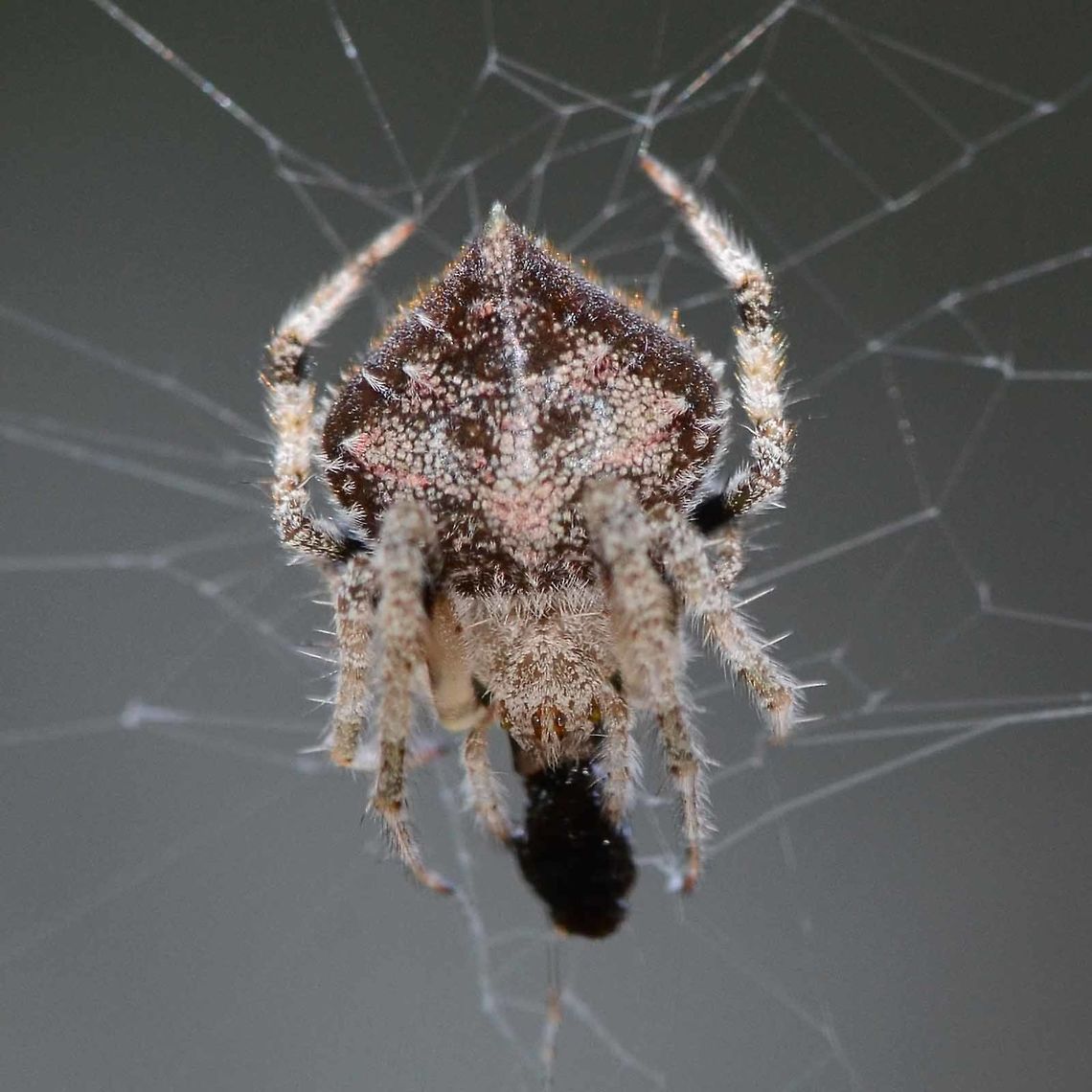 Eriovixia laglaizei - Laglaise's Garden Spider Here is a linked series of nine dorsal views of this species. I am assuming that they are all the same species, as the images were all shot within a few metres of each other.<br />
<br />
As for the actual species name, I have no chance of finding out.<br />
<br />
Location is Bandung, West Java, Indonesia. Alongside a stream and paddy fields.<br />
<figure class="photo"><a href="https://www.jungledragon.com/image/38477/eriovixia_laglaizei_-_laglaises_garden_spider.html" title="Eriovixia laglaizei - Laglaise's Garden Spider"><img src="https://s3.amazonaws.com/media.jungledragon.com/images/2784/38477_thumb.jpg?AWSAccessKeyId=05GMT0V3GWVNE7GGM1R2&Expires=1770854410&Signature=oozgRb7EjnTMmHaeq%2BCvzG2kvvQ%3D" width="200" height="200" alt="Eriovixia laglaizei - Laglaise's Garden Spider Location is Bandung, West Java, Indonesia. Alongside a stream and paddy fields.<br />
http://www.jungledragon.com/image/38473/backobourkia_eriophora_sp.html Bandung,Eriovixia laglaizei,Geotagged,Indonesia,Java,Summer,West Java,arachnid,backbourkia,spider" /></a></figure><br />
<figure class="photo"><a href="https://www.jungledragon.com/image/38476/eriovixia_laglaizei_-_laglaises_garden_spider.html" title="Eriovixia laglaizei - Laglaise's Garden Spider"><img src="https://s3.amazonaws.com/media.jungledragon.com/images/2784/38476_thumb.jpg?AWSAccessKeyId=05GMT0V3GWVNE7GGM1R2&Expires=1770854410&Signature=sWYsO86LiOpW1j3bgAKXLj2sFZs%3D" width="200" height="200" alt="Eriovixia laglaizei - Laglaise's Garden Spider Location is Bandung, West Java, Indonesia. Alongside a stream and paddy fields.<br />
http://www.jungledragon.com/image/38473/backobourkia_eriophora_sp.html Bandung,Eriovixia laglaizei,Fall,Geotagged,Indonesia,Java,West Java,arachnid,backbourkia,eriophora,spider" /></a></figure><br />
<figure class="photo"><a href="https://www.jungledragon.com/image/38475/eriovixia_laglaizei_-_laglaises_garden_spider.html" title="Eriovixia laglaizei - Laglaise's Garden Spider"><img src="https://s3.amazonaws.com/media.jungledragon.com/images/2784/38475_thumb.JPG?AWSAccessKeyId=05GMT0V3GWVNE7GGM1R2&Expires=1770854410&Signature=ky5yC7wcXdkuNHhEZR3NWMIbfuQ%3D" width="200" height="200" alt="Eriovixia laglaizei - Laglaise's Garden Spider Location is Bandung, West Java, Indonesia. Alongside a stream and paddy fields.<br />
http://www.jungledragon.com/image/38473/backobourkia_eriophora_sp.html Bandung,Eriovixia laglaizei,Geotagged,Indonesia,Java,Summer,West Java,arachnid,backbourkia,eriophora,spider" /></a></figure><br />
<figure class="photo"><a href="https://www.jungledragon.com/image/38474/eriovixia_laglaizei_-_laglaises_garden_spider.html" title="Eriovixia laglaizei - Laglaise's Garden Spider"><img src="https://s3.amazonaws.com/media.jungledragon.com/images/2784/38474_thumb.jpg?AWSAccessKeyId=05GMT0V3GWVNE7GGM1R2&Expires=1770854410&Signature=J1MlOexPYmbP97Y3j4mv8kc2fXc%3D" width="200" height="200" alt="Eriovixia laglaizei - Laglaise's Garden Spider Location is Bandung, West Java, Indonesia. Alongside a stream and paddy fields.<br />
http://www.jungledragon.com/image/38473/backobourkia_eriophora_sp.html Bandung,Eriovixia laglaizei,Fall,Geotagged,Indonesia,Java,Spring,West Java,arachnid,backbourkia,eriophora,spider" /></a></figure><br />
<figure class="photo"><a href="https://www.jungledragon.com/image/38480/eriovixia_laglaizei_-_laglaises_garden_spider.html" title="Eriovixia laglaizei - Laglaise's Garden Spider"><img src="https://s3.amazonaws.com/media.jungledragon.com/images/2784/38480_thumb.jpg?AWSAccessKeyId=05GMT0V3GWVNE7GGM1R2&Expires=1770854410&Signature=SKAadvH3HeIdReONcsr9QSRn7DA%3D" width="200" height="200" alt="Eriovixia laglaizei - Laglaise's Garden Spider Location is Bandung, West Java, Indonesia. Alongside a stream and paddy fields.<br />
http://www.jungledragon.com/image/38473/backobourkia_eriophora_sp.html Bandung,Eriovixia laglaizei,Geotagged,Indonesia,Java,Summer,West Java,arachnid,backbourkia,eriophora,spider" /></a></figure><br />
<figure class="photo"><a href="https://www.jungledragon.com/image/38479/eriovixia_laglaizei_-_laglaises_garden_spider.html" title="Eriovixia laglaizei - Laglaise's Garden Spider"><img src="https://s3.amazonaws.com/media.jungledragon.com/images/2784/38479_thumb.jpg?AWSAccessKeyId=05GMT0V3GWVNE7GGM1R2&Expires=1770854410&Signature=M3fBSPvPPAjKWVdDlUObw0MCef8%3D" width="200" height="200" alt="Eriovixia laglaizei - Laglaise's Garden Spider Location is Bandung, West Java, Indonesia. Alongside a stream and paddy fields.<br />
http://www.jungledragon.com/image/38473/backobourkia_eriophora_sp.html Bandung,Eriovixia laglaizei,Fall,Geotagged,Indonesia,Java,West Java,arachnid,backbourkia,eriophora,spider" /></a></figure><br />
<figure class="photo"><a href="https://www.jungledragon.com/image/38478/eriovixia_laglaizei_-_laglaises_garden_spider.html" title="Eriovixia laglaizei - Laglaise's Garden Spider"><img src="https://s3.amazonaws.com/media.jungledragon.com/images/2784/38478_thumb.jpg?AWSAccessKeyId=05GMT0V3GWVNE7GGM1R2&Expires=1770854410&Signature=cWsNDSl39uXIqPcUNK5XLbMrPlU%3D" width="200" height="200" alt="Eriovixia laglaizei - Laglaise's Garden Spider Location is Bandung, West Java, Indonesia. Alongside a stream and paddy fields.<br />
http://www.jungledragon.com/image/38473/backobourkia_eriophora_sp.html Bandung,Eriovixia laglaizei,Geotagged,Indonesia,Java,Summer,West Java,arachnid,backbourkia,eriophora,spider" /></a></figure><br />
<figure class="photo"><a href="https://www.jungledragon.com/image/38481/eriovixia_laglaizei_-_laglaises_garden_spider.html" title="Eriovixia laglaizei - Laglaise's Garden Spider"><img src="https://s3.amazonaws.com/media.jungledragon.com/images/2784/38481_thumb.jpg?AWSAccessKeyId=05GMT0V3GWVNE7GGM1R2&Expires=1770854410&Signature=AtvSd5LFvHJKWwmsiHB9mE2m59Q%3D" width="200" height="200" alt="Eriovixia laglaizei - Laglaise's Garden Spider Location is Bandung, West Java, Indonesia. Alongside a stream and paddy fields.<br />
http://www.jungledragon.com/image/38473/backobourkia_eriophora_sp.html Bandung,Eriovixia laglaizei,Geotagged,Indonesia,Java,Summer,West Java,arachnid,backbourkia,eriophora,spider" /></a></figure> Bandung,Eriovixia laglaizei,Geotagged,Indonesia,Java,West Java,Winter,arachnid,backbourkia,eriophora,spider