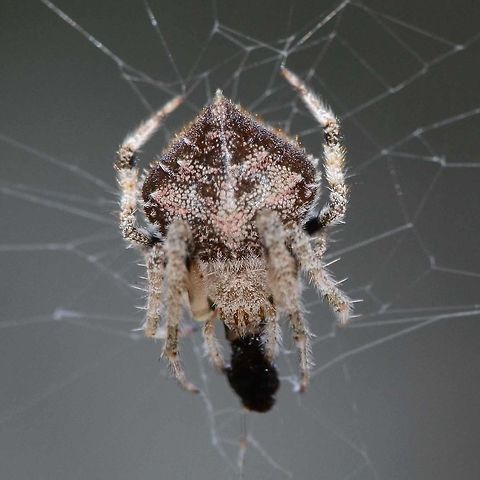 Eriovixia laglaizei - Laglaise's Garden Spider Here is a linked series of nine dorsal views of this species. I am assuming that they are all the same species, as the images were all shot within a few metres of each other.

As for the actual species name, I have no chance of finding out.

Location is Bandung, West Java, Indonesia. Alongside a stream and paddy fields.
http://www.jungledragon.com/image/38477/backobourkia_eriophora_sp.html
http://www.jungledragon.com/image/38476/backobourkia_eriophora_sp.html
http://www.jungledragon.com/image/38475/backobourkia_eriophora_sp.html
http://www.jungledragon.com/image/38474/backobourkia_eriophora_sp.html
http://www.jungledragon.com/image/38480/spider_taj_7547.html
http://www.jungledragon.com/image/38479/spider_taj_9813.html
http://www.jungledragon.com/image/38478/spider_taj_7752.html
http://www.jungledragon.com/image/38481/spider_xmas_4347.html Bandung,Eriovixia laglaizei,Geotagged,Indonesia,Java,West Java,Winter,arachnid,backbourkia,eriophora,spider