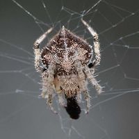 Eriovixia laglaizei - Laglaise's Garden Spider Here is a linked series of nine dorsal views of this species. I am assuming that they are all the same species, as the images were all shot within a few metres of each other.<br />
<br />
As for the actual species name, I have no chance of finding out.<br />
<br />
Location is Bandung, West Java, Indonesia. Alongside a stream and paddy fields.<br />
http://www.jungledragon.com/image/38477/backobourkia_eriophora_sp.html<br />
http://www.jungledragon.com/image/38476/backobourkia_eriophora_sp.html<br />
http://www.jungledragon.com/image/38475/backobourkia_eriophora_sp.html<br />
http://www.jungledragon.com/image/38474/backobourkia_eriophora_sp.html<br />
http://www.jungledragon.com/image/38480/spider_taj_7547.html<br />
http://www.jungledragon.com/image/38479/spider_taj_9813.html<br />
http://www.jungledragon.com/image/38478/spider_taj_7752.html<br />
http://www.jungledragon.com/image/38481/spider_xmas_4347.html Bandung,Eriovixia laglaizei,Geotagged,Indonesia,Java,West Java,Winter,arachnid,backbourkia,eriophora,spider