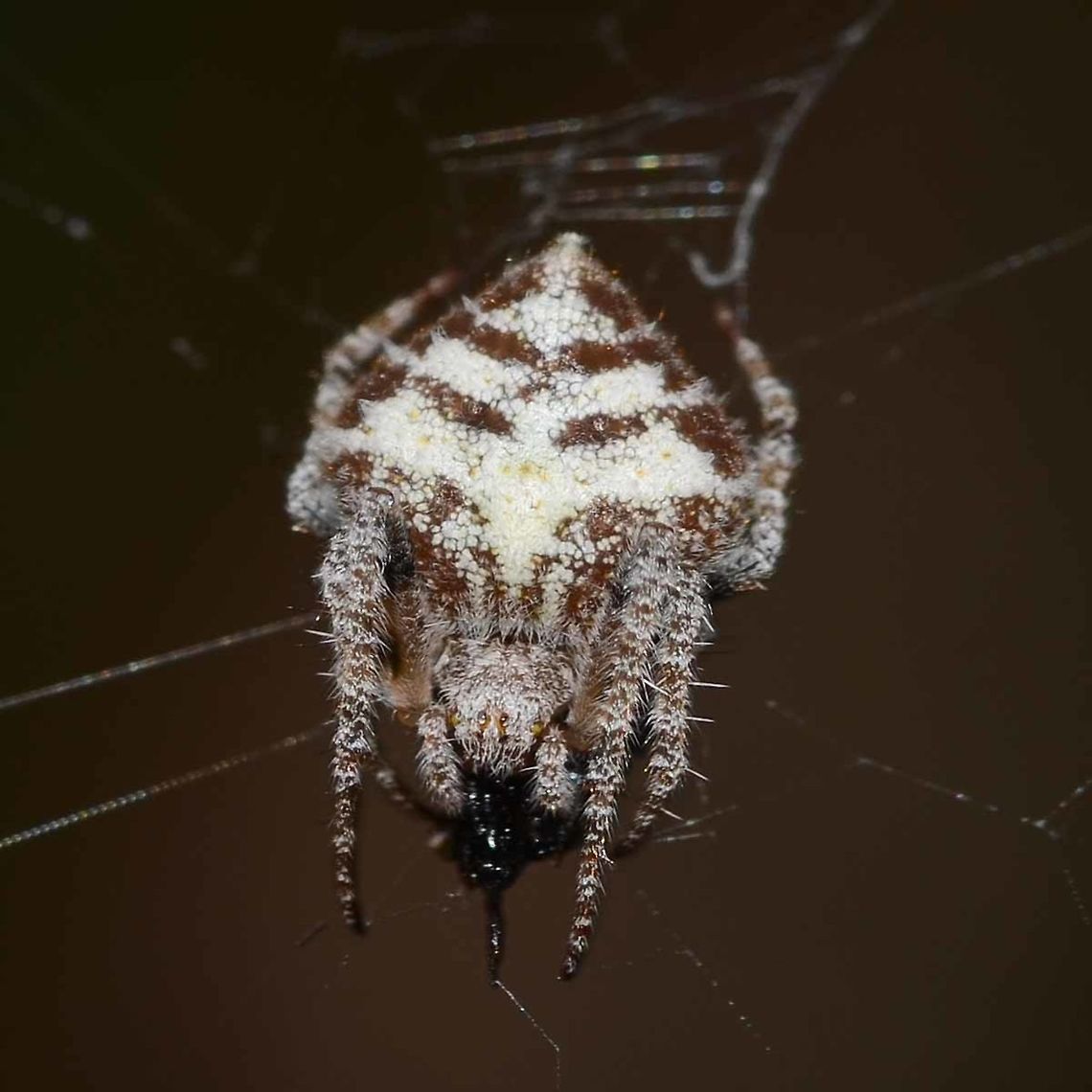 Eriovixia laglaizei - Laglaise's Garden Spider Location is Bandung, West Java, Indonesia. Alongside a stream and paddy fields.<br />
<figure class="photo"><a href="https://www.jungledragon.com/image/38473/eriovixia_laglaizei_-_laglaises_garden_spider.html" title="Eriovixia laglaizei - Laglaise&#039;s Garden Spider"><img src="https://s3.amazonaws.com/media.jungledragon.com/images/2784/38473_thumb.JPG?AWSAccessKeyId=05GMT0V3GWVNE7GGM1R2&Expires=1759968010&Signature=Q5Dk%2FNsxeBuEdhCvde3PepkzhD8%3D" width="200" height="200" alt="Eriovixia laglaizei - Laglaise&#039;s Garden Spider Here is a linked series of nine dorsal views of this species. I am assuming that they are all the same species, as the images were all shot within a few metres of each other.<br />
<br />
As for the actual species name, I have no chance of finding out.<br />
<br />
Location is Bandung, West Java, Indonesia. Alongside a stream and paddy fields.<br />
http://www.jungledragon.com/image/38477/backobourkia_eriophora_sp.html<br />
http://www.jungledragon.com/image/38476/backobourkia_eriophora_sp.html<br />
http://www.jungledragon.com/image/38475/backobourkia_eriophora_sp.html<br />
http://www.jungledragon.com/image/38474/backobourkia_eriophora_sp.html<br />
http://www.jungledragon.com/image/38480/spider_taj_7547.html<br />
http://www.jungledragon.com/image/38479/spider_taj_9813.html<br />
http://www.jungledragon.com/image/38478/spider_taj_7752.html<br />
http://www.jungledragon.com/image/38481/spider_xmas_4347.html Bandung,Eriovixia laglaizei,Geotagged,Indonesia,Java,West Java,Winter,arachnid,backbourkia,eriophora,spider" /></a></figure> Bandung,Eriovixia laglaizei,Fall,Geotagged,Indonesia,Java,Spring,West Java,arachnid,backbourkia,eriophora,spider