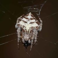 Eriovixia laglaizei - Laglaise's Garden Spider Location is Bandung, West Java, Indonesia. Alongside a stream and paddy fields.<br />
http://www.jungledragon.com/image/38473/backobourkia_eriophora_sp.html Bandung,Eriovixia laglaizei,Fall,Geotagged,Indonesia,Java,Spring,West Java,arachnid,backbourkia,eriophora,spider
