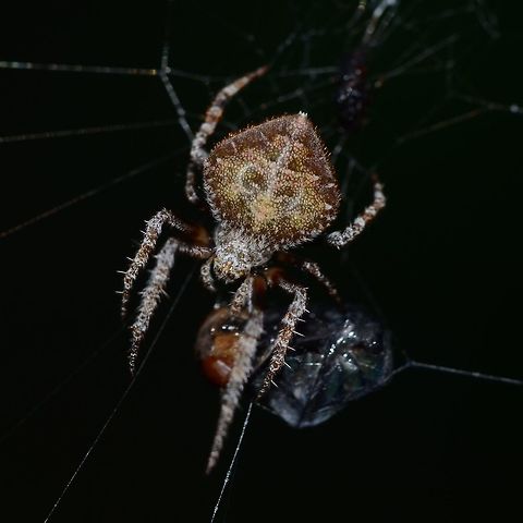 Eriovixia laglaizei - Laglaise's Garden Spider Location is Bandung, West Java, Indonesia. Alongside a stream and paddy fields.
http://www.jungledragon.com/image/38473/backobourkia_eriophora_sp.html Bandung,Eriovixia laglaizei,Geotagged,Indonesia,Java,Summer,West Java,arachnid,backbourkia,eriophora,spider