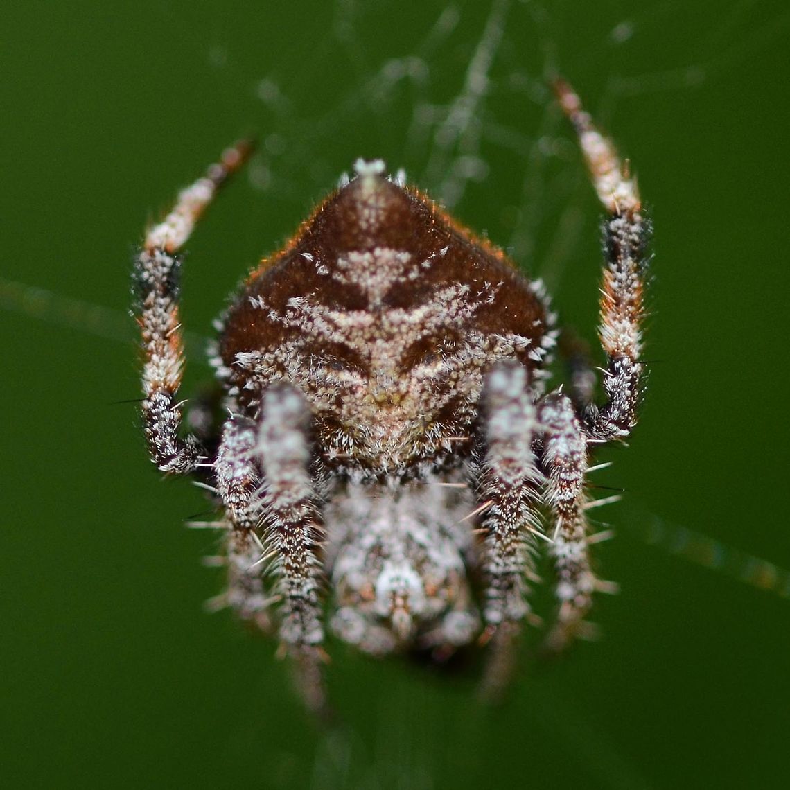 Eriovixia laglaizei - Laglaise's Garden Spider Location is Bandung, West Java, Indonesia. Alongside a stream and paddy fields.<br />
<figure class="photo"><a href="https://www.jungledragon.com/image/38473/eriovixia_laglaizei_-_laglaises_garden_spider.html" title="Eriovixia laglaizei - Laglaise&#039;s Garden Spider"><img src="https://s3.amazonaws.com/media.jungledragon.com/images/2784/38473_thumb.JPG?AWSAccessKeyId=05GMT0V3GWVNE7GGM1R2&Expires=1763596810&Signature=Il3JSXAzwNivO9OL%2FC1UODwtmEU%3D" width="200" height="200" alt="Eriovixia laglaizei - Laglaise&#039;s Garden Spider Here is a linked series of nine dorsal views of this species. I am assuming that they are all the same species, as the images were all shot within a few metres of each other.<br />
<br />
As for the actual species name, I have no chance of finding out.<br />
<br />
Location is Bandung, West Java, Indonesia. Alongside a stream and paddy fields.<br />
http://www.jungledragon.com/image/38477/backobourkia_eriophora_sp.html<br />
http://www.jungledragon.com/image/38476/backobourkia_eriophora_sp.html<br />
http://www.jungledragon.com/image/38475/backobourkia_eriophora_sp.html<br />
http://www.jungledragon.com/image/38474/backobourkia_eriophora_sp.html<br />
http://www.jungledragon.com/image/38480/spider_taj_7547.html<br />
http://www.jungledragon.com/image/38479/spider_taj_9813.html<br />
http://www.jungledragon.com/image/38478/spider_taj_7752.html<br />
http://www.jungledragon.com/image/38481/spider_xmas_4347.html Bandung,Eriovixia laglaizei,Geotagged,Indonesia,Java,West Java,Winter,arachnid,backbourkia,eriophora,spider" /></a></figure> Bandung,Eriovixia laglaizei,Fall,Geotagged,Indonesia,Java,West Java,arachnid,backbourkia,eriophora,spider
