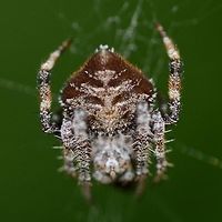 Eriovixia laglaizei - Laglaise's Garden Spider Location is Bandung, West Java, Indonesia. Alongside a stream and paddy fields.<br />
http://www.jungledragon.com/image/38473/backobourkia_eriophora_sp.html Bandung,Eriovixia laglaizei,Fall,Geotagged,Indonesia,Java,West Java,arachnid,backbourkia,eriophora,spider