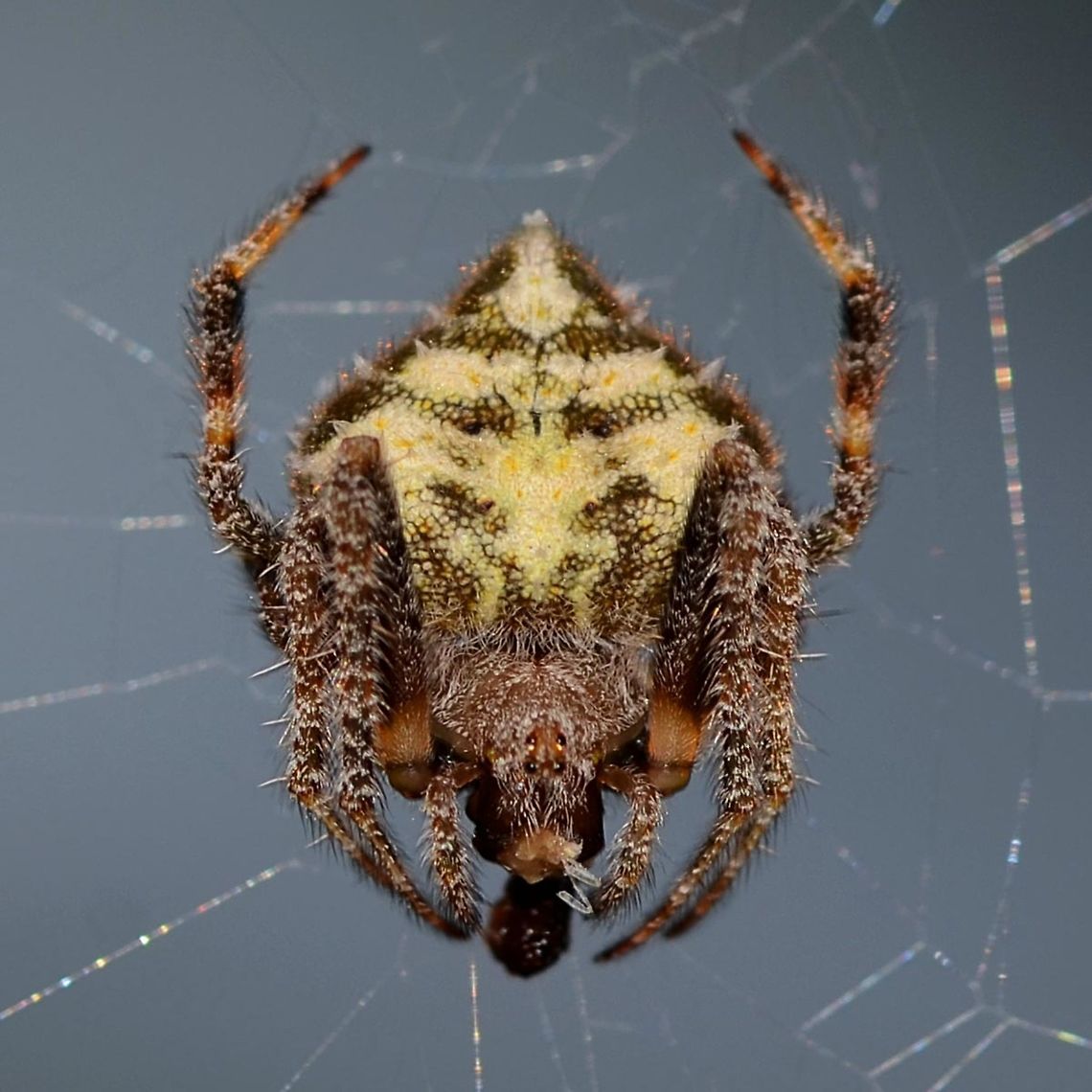 Eriovixia laglaizei - Laglaise's Garden Spider Location is Bandung, West Java, Indonesia. Alongside a stream and paddy fields.<br />
<figure class="photo"><a href="https://www.jungledragon.com/image/38473/eriovixia_laglaizei_-_laglaises_garden_spider.html" title="Eriovixia laglaizei - Laglaise&#039;s Garden Spider"><img src="https://s3.amazonaws.com/media.jungledragon.com/images/2784/38473_thumb.JPG?AWSAccessKeyId=05GMT0V3GWVNE7GGM1R2&Expires=1759968010&Signature=Q5Dk%2FNsxeBuEdhCvde3PepkzhD8%3D" width="200" height="200" alt="Eriovixia laglaizei - Laglaise&#039;s Garden Spider Here is a linked series of nine dorsal views of this species. I am assuming that they are all the same species, as the images were all shot within a few metres of each other.<br />
<br />
As for the actual species name, I have no chance of finding out.<br />
<br />
Location is Bandung, West Java, Indonesia. Alongside a stream and paddy fields.<br />
http://www.jungledragon.com/image/38477/backobourkia_eriophora_sp.html<br />
http://www.jungledragon.com/image/38476/backobourkia_eriophora_sp.html<br />
http://www.jungledragon.com/image/38475/backobourkia_eriophora_sp.html<br />
http://www.jungledragon.com/image/38474/backobourkia_eriophora_sp.html<br />
http://www.jungledragon.com/image/38480/spider_taj_7547.html<br />
http://www.jungledragon.com/image/38479/spider_taj_9813.html<br />
http://www.jungledragon.com/image/38478/spider_taj_7752.html<br />
http://www.jungledragon.com/image/38481/spider_xmas_4347.html Bandung,Eriovixia laglaizei,Geotagged,Indonesia,Java,West Java,Winter,arachnid,backbourkia,eriophora,spider" /></a></figure> Bandung,Eriovixia laglaizei,Geotagged,Indonesia,Java,Summer,West Java,arachnid,backbourkia,spider