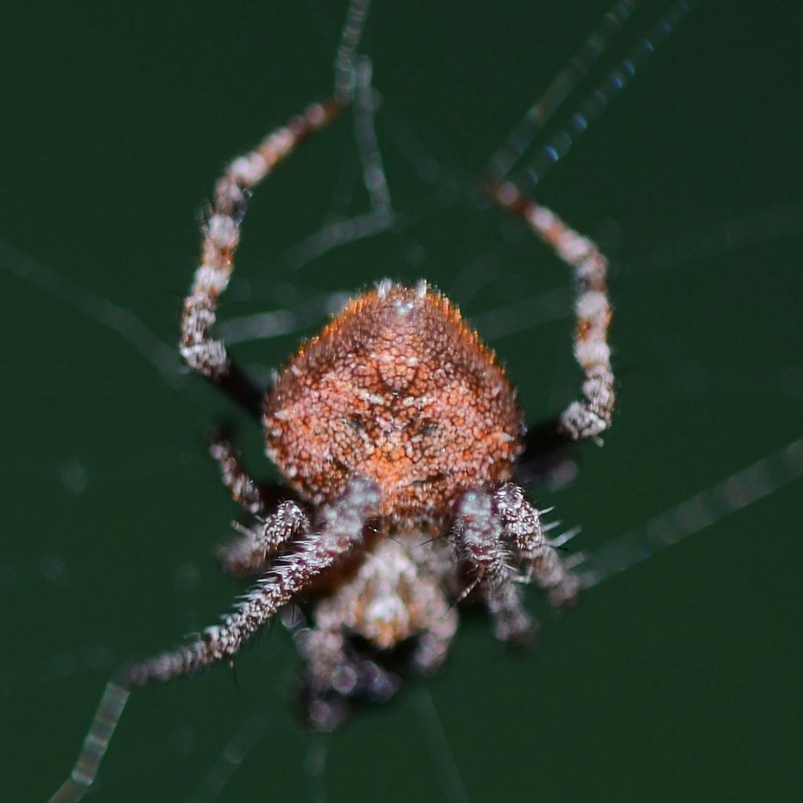 Eriovixia laglaizei - Laglaise's Garden Spider Location is Bandung, West Java, Indonesia. Alongside a stream and paddy fields.<br />
<figure class="photo"><a href="https://www.jungledragon.com/image/38473/eriovixia_laglaizei_-_laglaises_garden_spider.html" title="Eriovixia laglaizei - Laglaise&#039;s Garden Spider"><img src="https://s3.amazonaws.com/media.jungledragon.com/images/2784/38473_thumb.JPG?AWSAccessKeyId=05GMT0V3GWVNE7GGM1R2&Expires=1759968010&Signature=Q5Dk%2FNsxeBuEdhCvde3PepkzhD8%3D" width="200" height="200" alt="Eriovixia laglaizei - Laglaise&#039;s Garden Spider Here is a linked series of nine dorsal views of this species. I am assuming that they are all the same species, as the images were all shot within a few metres of each other.<br />
<br />
As for the actual species name, I have no chance of finding out.<br />
<br />
Location is Bandung, West Java, Indonesia. Alongside a stream and paddy fields.<br />
http://www.jungledragon.com/image/38477/backobourkia_eriophora_sp.html<br />
http://www.jungledragon.com/image/38476/backobourkia_eriophora_sp.html<br />
http://www.jungledragon.com/image/38475/backobourkia_eriophora_sp.html<br />
http://www.jungledragon.com/image/38474/backobourkia_eriophora_sp.html<br />
http://www.jungledragon.com/image/38480/spider_taj_7547.html<br />
http://www.jungledragon.com/image/38479/spider_taj_9813.html<br />
http://www.jungledragon.com/image/38478/spider_taj_7752.html<br />
http://www.jungledragon.com/image/38481/spider_xmas_4347.html Bandung,Eriovixia laglaizei,Geotagged,Indonesia,Java,West Java,Winter,arachnid,backbourkia,eriophora,spider" /></a></figure> Bandung,Eriovixia laglaizei,Geotagged,Indonesia,Java,Summer,West Java,arachnid,backbourkia,eriophora,spider