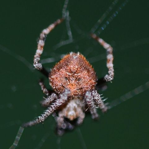 Eriovixia laglaizei - Laglaise's Garden Spider Location is Bandung, West Java, Indonesia. Alongside a stream and paddy fields.
http://www.jungledragon.com/image/38473/backobourkia_eriophora_sp.html Bandung,Eriovixia laglaizei,Geotagged,Indonesia,Java,Summer,West Java,arachnid,backbourkia,eriophora,spider