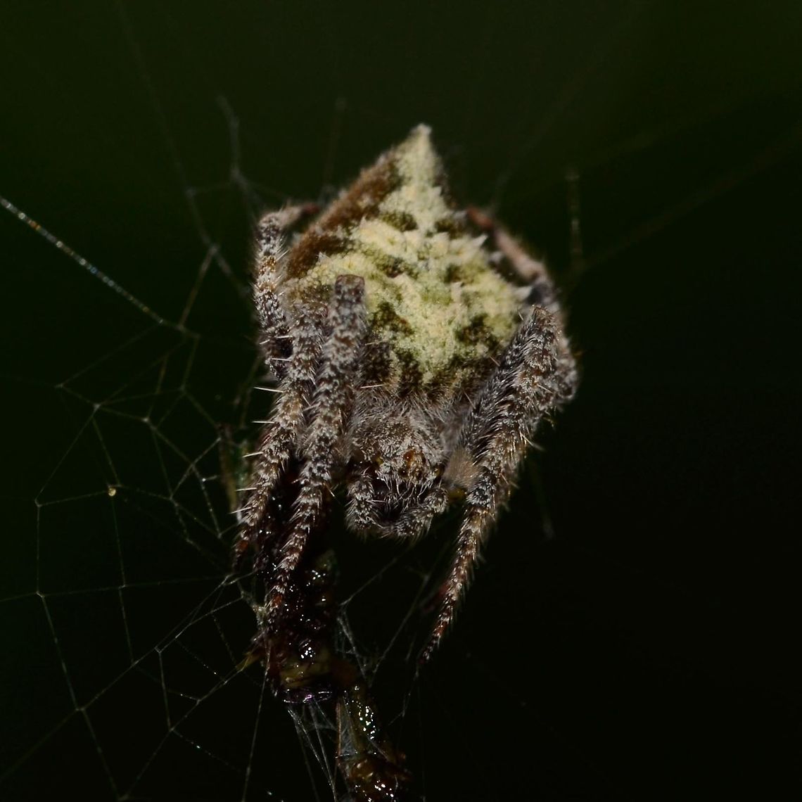 Eriovixia laglaizei - Laglaise's Garden Spider Location is Bandung, West Java, Indonesia. Alongside a stream and paddy fields.<br />
<figure class="photo"><a href="https://www.jungledragon.com/image/38473/eriovixia_laglaizei_-_laglaises_garden_spider.html" title="Eriovixia laglaizei - Laglaise&#039;s Garden Spider"><img src="https://s3.amazonaws.com/media.jungledragon.com/images/2784/38473_thumb.JPG?AWSAccessKeyId=05GMT0V3GWVNE7GGM1R2&Expires=1769040010&Signature=IoBr7C2NFQgbOONyaMNPuDtjwxM%3D" width="200" height="200" alt="Eriovixia laglaizei - Laglaise&#039;s Garden Spider Here is a linked series of nine dorsal views of this species. I am assuming that they are all the same species, as the images were all shot within a few metres of each other.<br />
<br />
As for the actual species name, I have no chance of finding out.<br />
<br />
Location is Bandung, West Java, Indonesia. Alongside a stream and paddy fields.<br />
http://www.jungledragon.com/image/38477/backobourkia_eriophora_sp.html<br />
http://www.jungledragon.com/image/38476/backobourkia_eriophora_sp.html<br />
http://www.jungledragon.com/image/38475/backobourkia_eriophora_sp.html<br />
http://www.jungledragon.com/image/38474/backobourkia_eriophora_sp.html<br />
http://www.jungledragon.com/image/38480/spider_taj_7547.html<br />
http://www.jungledragon.com/image/38479/spider_taj_9813.html<br />
http://www.jungledragon.com/image/38478/spider_taj_7752.html<br />
http://www.jungledragon.com/image/38481/spider_xmas_4347.html Bandung,Eriovixia laglaizei,Geotagged,Indonesia,Java,West Java,Winter,arachnid,backbourkia,eriophora,spider" /></a></figure> Bandung,Eriovixia laglaizei,Fall,Geotagged,Indonesia,Java,West Java,arachnid,backbourkia,eriophora,spider
