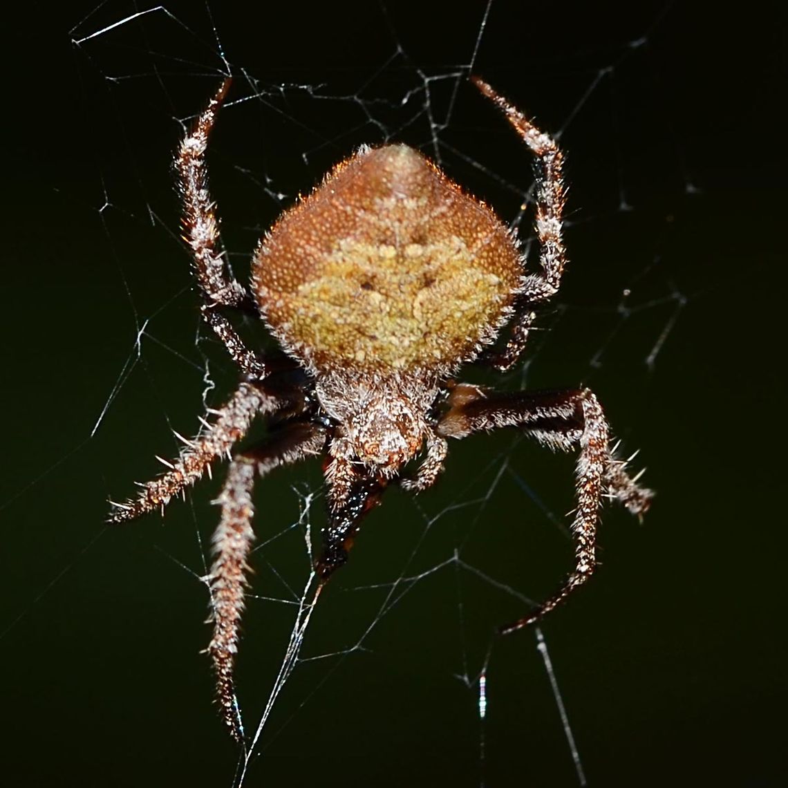 Eriovixia laglaizei - Laglaise's Garden Spider Location is Bandung, West Java, Indonesia. Alongside a stream and paddy fields.<br />
<figure class="photo"><a href="https://www.jungledragon.com/image/38473/eriovixia_laglaizei_-_laglaises_garden_spider.html" title="Eriovixia laglaizei - Laglaise&#039;s Garden Spider"><img src="https://s3.amazonaws.com/media.jungledragon.com/images/2784/38473_thumb.JPG?AWSAccessKeyId=05GMT0V3GWVNE7GGM1R2&Expires=1759968010&Signature=Q5Dk%2FNsxeBuEdhCvde3PepkzhD8%3D" width="200" height="200" alt="Eriovixia laglaizei - Laglaise&#039;s Garden Spider Here is a linked series of nine dorsal views of this species. I am assuming that they are all the same species, as the images were all shot within a few metres of each other.<br />
<br />
As for the actual species name, I have no chance of finding out.<br />
<br />
Location is Bandung, West Java, Indonesia. Alongside a stream and paddy fields.<br />
http://www.jungledragon.com/image/38477/backobourkia_eriophora_sp.html<br />
http://www.jungledragon.com/image/38476/backobourkia_eriophora_sp.html<br />
http://www.jungledragon.com/image/38475/backobourkia_eriophora_sp.html<br />
http://www.jungledragon.com/image/38474/backobourkia_eriophora_sp.html<br />
http://www.jungledragon.com/image/38480/spider_taj_7547.html<br />
http://www.jungledragon.com/image/38479/spider_taj_9813.html<br />
http://www.jungledragon.com/image/38478/spider_taj_7752.html<br />
http://www.jungledragon.com/image/38481/spider_xmas_4347.html Bandung,Eriovixia laglaizei,Geotagged,Indonesia,Java,West Java,Winter,arachnid,backbourkia,eriophora,spider" /></a></figure> Bandung,Eriovixia laglaizei,Geotagged,Indonesia,Java,Summer,West Java,arachnid,backbourkia,eriophora,spider