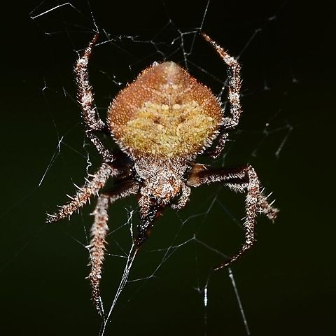 Eriovixia laglaizei - Laglaise's Garden Spider Location is Bandung, West Java, Indonesia. Alongside a stream and paddy fields.
http://www.jungledragon.com/image/38473/backobourkia_eriophora_sp.html Bandung,Eriovixia laglaizei,Geotagged,Indonesia,Java,Summer,West Java,arachnid,backbourkia,eriophora,spider