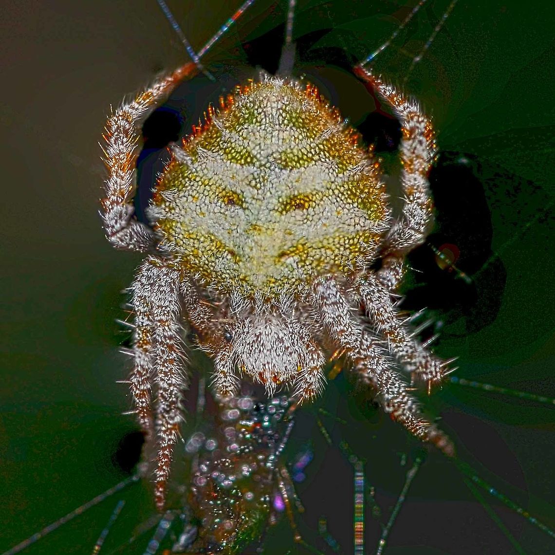 Eriovixia laglaizei - Laglaise's Garden Spider Location is Bandung, West Java, Indonesia. Alongside a stream and paddy fields.<br />
<figure class="photo"><a href="https://www.jungledragon.com/image/38473/eriovixia_laglaizei_-_laglaises_garden_spider.html" title="Eriovixia laglaizei - Laglaise&#039;s Garden Spider"><img src="https://s3.amazonaws.com/media.jungledragon.com/images/2784/38473_thumb.JPG?AWSAccessKeyId=05GMT0V3GWVNE7GGM1R2&Expires=1759968010&Signature=Q5Dk%2FNsxeBuEdhCvde3PepkzhD8%3D" width="200" height="200" alt="Eriovixia laglaizei - Laglaise&#039;s Garden Spider Here is a linked series of nine dorsal views of this species. I am assuming that they are all the same species, as the images were all shot within a few metres of each other.<br />
<br />
As for the actual species name, I have no chance of finding out.<br />
<br />
Location is Bandung, West Java, Indonesia. Alongside a stream and paddy fields.<br />
http://www.jungledragon.com/image/38477/backobourkia_eriophora_sp.html<br />
http://www.jungledragon.com/image/38476/backobourkia_eriophora_sp.html<br />
http://www.jungledragon.com/image/38475/backobourkia_eriophora_sp.html<br />
http://www.jungledragon.com/image/38474/backobourkia_eriophora_sp.html<br />
http://www.jungledragon.com/image/38480/spider_taj_7547.html<br />
http://www.jungledragon.com/image/38479/spider_taj_9813.html<br />
http://www.jungledragon.com/image/38478/spider_taj_7752.html<br />
http://www.jungledragon.com/image/38481/spider_xmas_4347.html Bandung,Eriovixia laglaizei,Geotagged,Indonesia,Java,West Java,Winter,arachnid,backbourkia,eriophora,spider" /></a></figure> Bandung,Eriovixia laglaizei,Geotagged,Indonesia,Java,Summer,West Java,arachnid,backbourkia,eriophora,spider