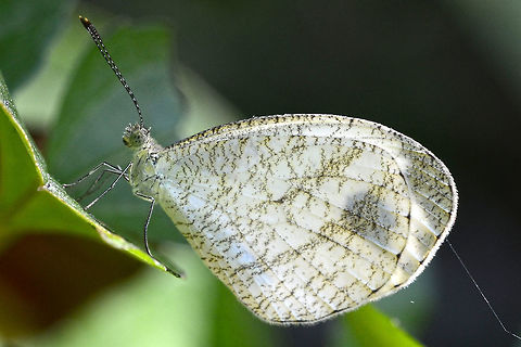 Leptosia nina – Psyche This is quite a common sight on my bug safaris, skipping along the scrub at the side of the path. Its slow, lumbering flight giving me the impression that it is about to alight and give me a photo opportunity. But, mostly I am disappointed and end up trailing the butterfly for many metres before giving up.

Even when I get lucky, they are very finicky and easily spooked. Photography always involves getting down and dirty, as the butterfly is never much more than a few inches off the ground. This is most annoying for an older guy like me, carrying a few extra pounds of belly cushioning.

It is not enough to point and shoot to collect your images of this butterfly, if you leave the settings to the automatic computer of the camera, you are likely to be disappointed with the results. The butterfly is white, and the camera computer tries to make a grey tone, consequently the computer under exposes the image.

What often happens, is that you know you have to make an adjustment, but forget which way. In the couple of seconds you have, you think; white – too bright – make darker – under expose a stop. The camera is already under exposing about one stop, so you end up with a murky mess.

I over expose half a stop and do the rest in Photoshop. This way I preserve all the vein detail without blowing out the white. If given the opportunity, I will bracket a few settings, just to make sure. A good opportunity to shoot this butterfly is rare, so best make the best of it.

Location is Bandung, West Java, Indonesia. Alongside a stream and paddy fields.
http://www.jungledragon.com/image/38516/bf_psych_3303.html
http://www.jungledragon.com/image/38515/bf_psyche_combo_74_75.html
http://www.jungledragon.com/image/38514/bf_in_flight_5245.html Bandung,Geotagged,Indonesia,Java,Leptosia nina,Psyche,West Java,Winter,butterfly