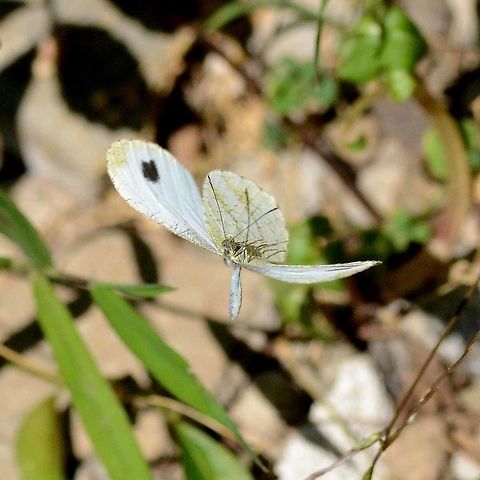 Leptosia nina – Psyche Location is Bandung, West Java, Indonesia. Alongside a stream and paddy fields.
http://www.jungledragon.com/image/38513/psyche_5375.html Bandung,Geotagged,Indonesia,Java,Leptosia nina,Psyche,West Java,Winter,butterfly