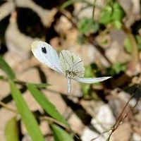 Leptosia nina – Psyche Location is Bandung, West Java, Indonesia. Alongside a stream and paddy fields.<br />
http://www.jungledragon.com/image/38513/psyche_5375.html Bandung,Geotagged,Indonesia,Java,Leptosia nina,Psyche,West Java,Winter,butterfly
