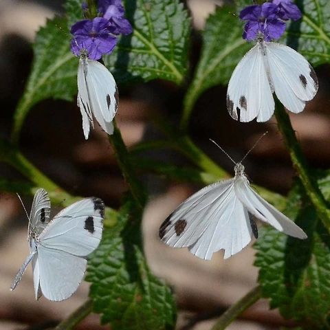 Leptosia nina &ndash; Psyche Location is Bandung, West Java, Indonesia. Alongside a stream and paddy fields.
http://www.jungledragon.com/image/38513/psyche_5375.html Bandung,Geotagged,Indonesia,Java,Leptosia nina,Psyche,West Java,Winter,butterfly