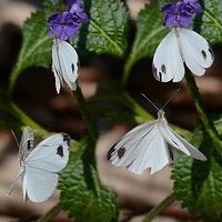 Leptosia nina – Psyche Location is Bandung, West Java, Indonesia. Alongside a stream and paddy fields.<br />
http://www.jungledragon.com/image/38513/psyche_5375.html Bandung,Geotagged,Indonesia,Java,Leptosia nina,Psyche,West Java,Winter,butterfly