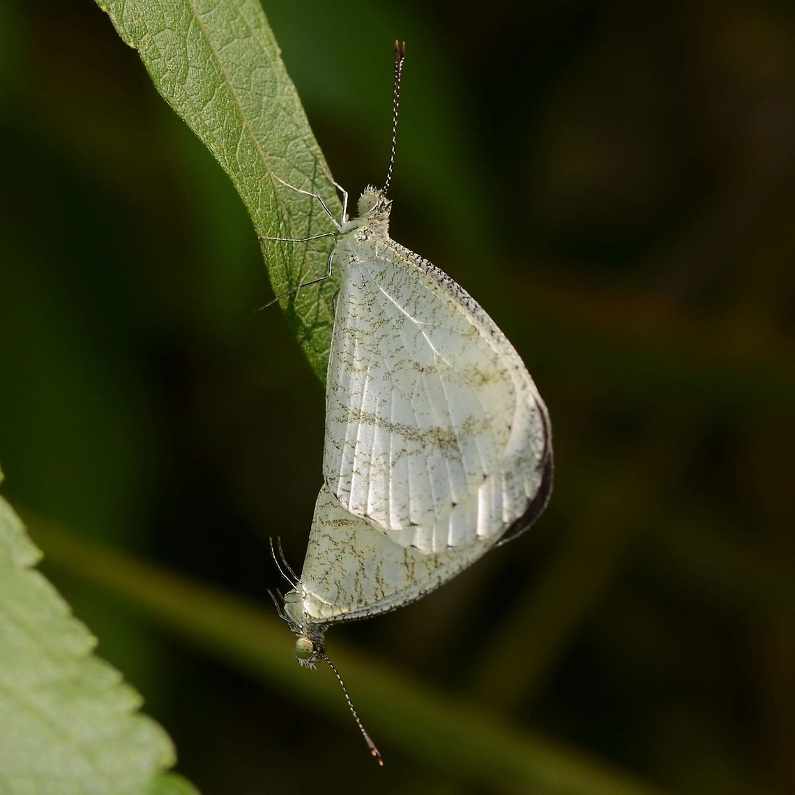 Leptosia nina – Psyche Location is Bandung, West Java, Indonesia. Alongside a stream and paddy fields.<br />
<figure class="photo"><a href="https://www.jungledragon.com/image/38513/leptosia_nina_psyche.html" title="Leptosia nina &ndash; Psyche"><img src="https://s3.amazonaws.com/media.jungledragon.com/images/2784/38513_thumb.JPG?AWSAccessKeyId=05GMT0V3GWVNE7GGM1R2&Expires=1759968010&Signature=s6y0u1ZOjR7B6%2BVvEz96FXR8CN4%3D" width="200" height="134" alt="Leptosia nina &ndash; Psyche This is quite a common sight on my bug safaris, skipping along the scrub at the side of the path. Its slow, lumbering flight giving me the impression that it is about to alight and give me a photo opportunity. But, mostly I am disappointed and end up trailing the butterfly for many metres before giving up.<br />
<br />
Even when I get lucky, they are very finicky and easily spooked. Photography always involves getting down and dirty, as the butterfly is never much more than a few inches off the ground. This is most annoying for an older guy like me, carrying a few extra pounds of belly cushioning.<br />
<br />
It is not enough to point and shoot to collect your images of this butterfly, if you leave the settings to the automatic computer of the camera, you are likely to be disappointed with the results. The butterfly is white, and the camera computer tries to make a grey tone, consequently the computer under exposes the image.<br />
<br />
What often happens, is that you know you have to make an adjustment, but forget which way. In the couple of seconds you have, you think; white &ndash; too bright &ndash; make darker &ndash; under expose a stop. The camera is already under exposing about one stop, so you end up with a murky mess.<br />
<br />
I over expose half a stop and do the rest in Photoshop. This way I preserve all the vein detail without blowing out the white. If given the opportunity, I will bracket a few settings, just to make sure. A good opportunity to shoot this butterfly is rare, so best make the best of it.<br />
<br />
Location is Bandung, West Java, Indonesia. Alongside a stream and paddy fields.<br />
http://www.jungledragon.com/image/38516/bf_psych_3303.html<br />
http://www.jungledragon.com/image/38515/bf_psyche_combo_74_75.html<br />
http://www.jungledragon.com/image/38514/bf_in_flight_5245.html Bandung,Geotagged,Indonesia,Java,Leptosia nina,Psyche,West Java,Winter,butterfly" /></a></figure> Bandung,Fall,Geotagged,Indonesia,Java,Leptosia nina,Psyche,West Java,butterfly