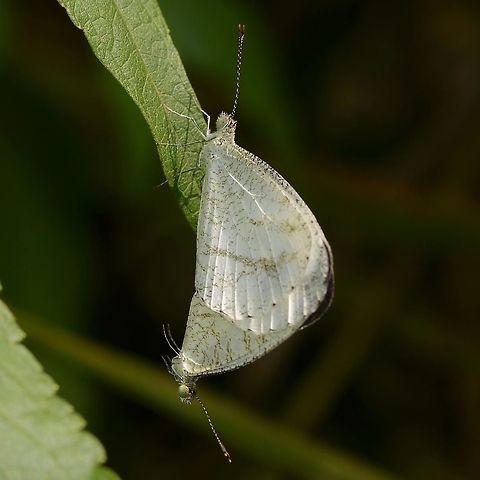 Leptosia nina &ndash; Psyche Location is Bandung, West Java, Indonesia. Alongside a stream and paddy fields.
http://www.jungledragon.com/image/38513/psyche_5375.html Bandung,Fall,Geotagged,Indonesia,Java,Leptosia nina,Psyche,West Java,butterfly