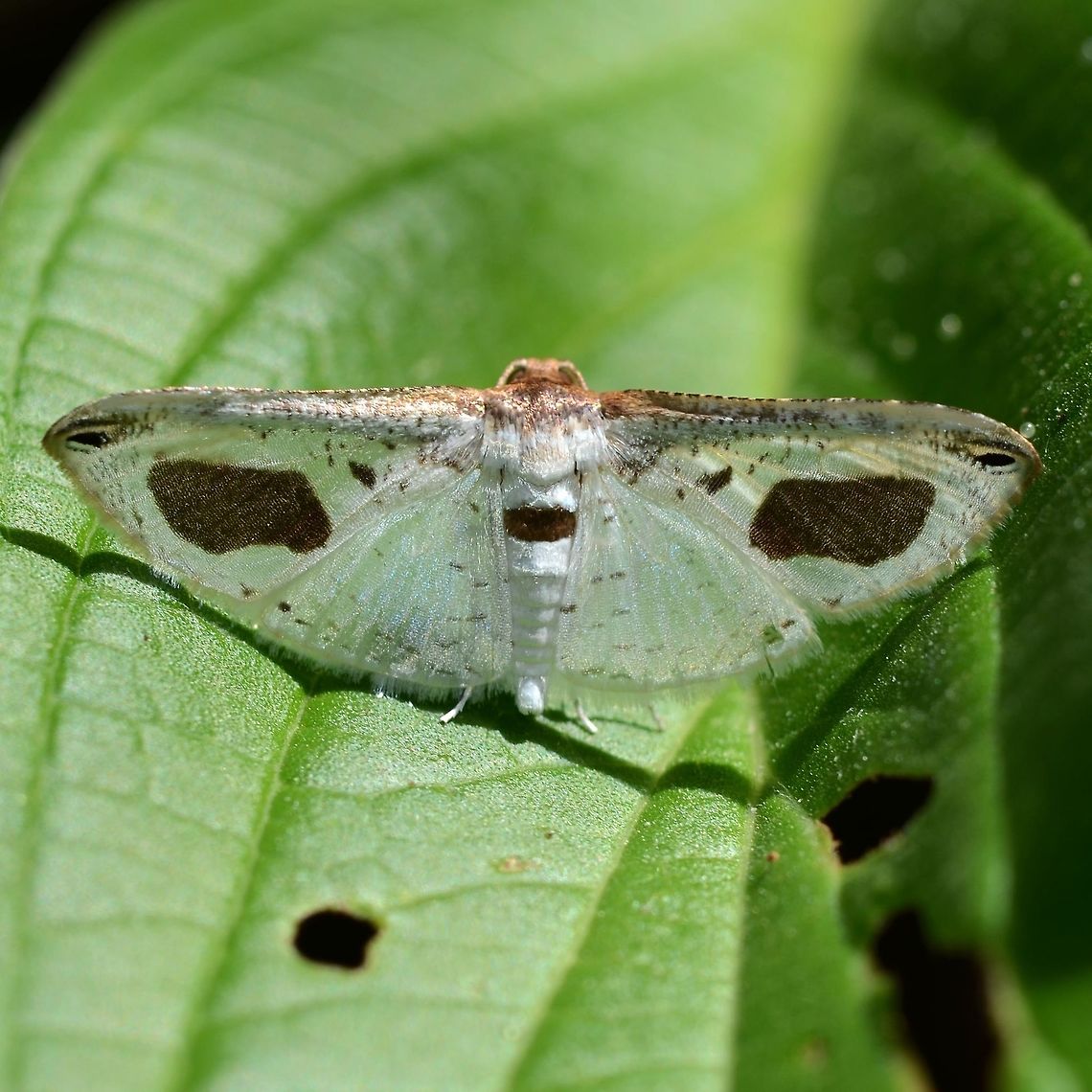 Calindoea argentalis - Thyridid moth A fascinating moth, found hiding in the daytime. Particularly interesting is the evolution of its defence wing pattern combined with its choice of perch.<br />
<br />
The moth has to make a decision and choose a landing perch of preference. BUT, does it know why it prefers leaves with holes. I suspect &lsquo;yes&rsquo; but we will never know for sure.<br />
<br />
Location is Bandung, West Java, Indonesia. Alongside a stream and paddy fields. Bandung,Calindoea argentalis,Geotagged,Indonesia,Java,Thyridid,West Java,Winter,moth,moth week 2018