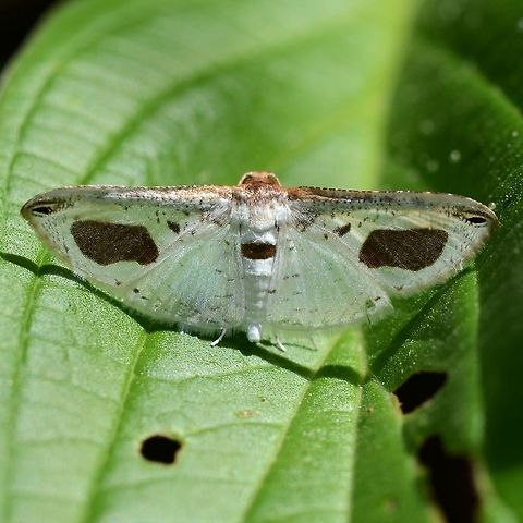Calindoea argentalis - Thyridid moth A fascinating moth, found hiding in the daytime. Particularly interesting is the evolution of its defence wing pattern combined with its choice of perch.

The moth has to make a decision and choose a landing perch of preference. BUT, does it know why it prefers leaves with holes. I suspect &lsquo;yes&rsquo; but we will never know for sure.

Location is Bandung, West Java, Indonesia. Alongside a stream and paddy fields. Bandung,Calindoea argentalis,Geotagged,Indonesia,Java,Thyridid,West Java,Winter,moth,moth week 2018