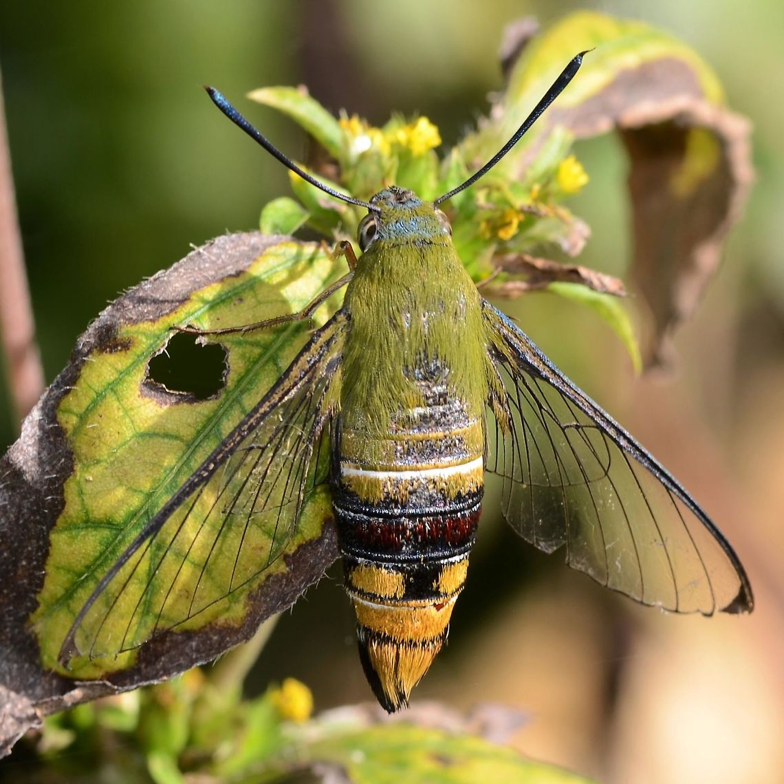 Cephonodes picus - pellucid hawkmoth These exotic hawk moths are truly a sight to behold, especially if you can observe them feeding. Despite their bulky bodies, they can hover just like a humming bird, an aeronautical miracle. This expands the bee-like moth&rsquo;s repertoire of feeding blooms to even the most delicate, otherwise incapable of supporting the weight of such a chubby bug.<br />
<br />
Their livery is always a treat to behold, in fact a rare treat to be savoured when the photographic opportunity arises.<br />
<br />
Location is Ciranjang, West Java, Indonesia. Garden.<br />
 Cephonodes picus,Ciranjang,Fall,Geotagged,Indonesia,Java,Moth Week 2018,West Java,bee moth,hawk moth,hover,moth