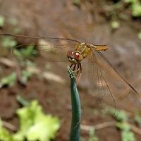 Pantala flavescens &ndash; the Globe Skimmer Location is Bandung, West Java, Indonesia. Alongside a stream and paddy fields.<br />
http://www.jungledragon.com/image/38587/pantala_flavescens_03_067.html Bandung,Fall,Geotagged,Globe Skimmer,Indonesia,Java,Pantala flavescens,Wandering Glider,West Java,dragon,dragonfly,odonata