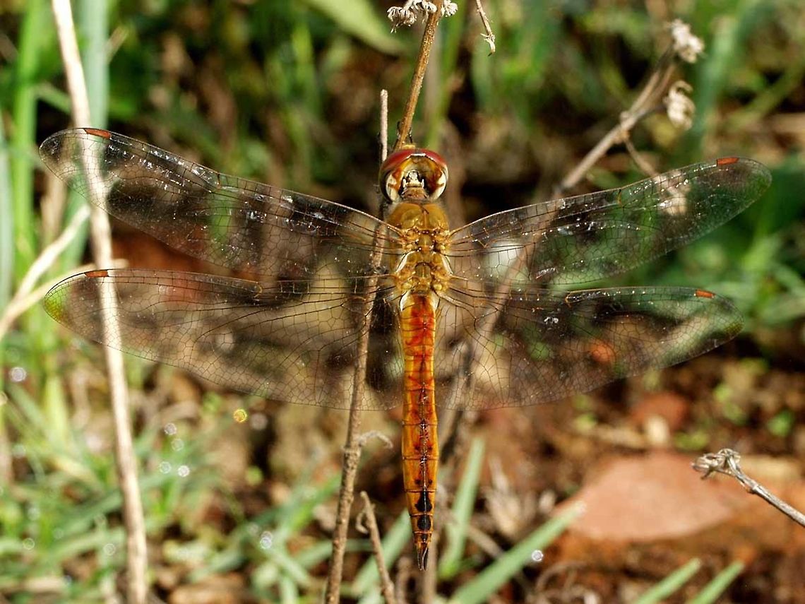 Pantala flavescens – the Globe Skimmer latitude or any country were the mean temperature is 20&deg;C or better. Countries were the temperature drops too low in winter, the dragon will migrate.<br />
<br />
The reason for this dragon&rsquo;s huge success, is that it is better at flying than all the other dragons, and spends most of its day on the wing. Its flight equipment looks no different to other dragons. I will deal with my theories on flavescens flight abilities in another post.<br />
<br />
This dragon appears to fly purely for the joy it brings, and is usually spotted in large clouds of dragons, aimlessly flying around effortlessly.<br />
<br />
Location is Bandung, West Java, Indonesia. Alongside a stream and paddy fields.<br />
<figure class="photo"><a href="https://www.jungledragon.com/image/38586/pantala_flavescens_the_globe_skimmer.html" title="Pantala flavescens &ndash; the Globe Skimmer"><img src="https://s3.amazonaws.com/media.jungledragon.com/images/2784/38586_thumb.JPG?AWSAccessKeyId=05GMT0V3GWVNE7GGM1R2&Expires=1759968010&Signature=Nd%2FzWsJgsCY%2FvtTA4U6z1RWuRGE%3D" width="200" height="200" alt="Pantala flavescens &ndash; the Globe Skimmer Location is Bandung, West Java, Indonesia. Alongside a stream and paddy fields.<br />
http://www.jungledragon.com/image/38587/pantala_flavescens_03_067.html Bandung,Fall,Geotagged,Globe Skimmer,Indonesia,Java,Pantala flavescens,Wandering Glider,West Java,dragon,dragonfly,odonata" /></a></figure><br />
<figure class="photo"><a href="https://www.jungledragon.com/image/38589/pantala_flavescens_the_globe_skimmer.html" title="Pantala flavescens &ndash; the Globe Skimmer"><img src="https://s3.amazonaws.com/media.jungledragon.com/images/2784/38589_thumb.JPG?AWSAccessKeyId=05GMT0V3GWVNE7GGM1R2&Expires=1759968010&Signature=5i9V1TD6IKNoh2HR7doZMfsqFhs%3D" width="200" height="200" alt="Pantala flavescens &ndash; the Globe Skimmer Location is Bandung, West Java, Indonesia. Alongside a stream and paddy fields.<br />
http://www.jungledragon.com/image/38587/pantala_flavescens_03_067.html Bandung,Geotagged,Globe Skimmer,Indonesia,Java,Pantala flavescens,Summer,Wandering Glider,West Java,dragon,dragonfly,odonata" /></a></figure><br />
<figure class="photo"><a href="https://www.jungledragon.com/image/38588/pantala_flavescens_the_globe_skimmer.html" title="Pantala flavescens &ndash; the Globe Skimmer"><img src="https://s3.amazonaws.com/media.jungledragon.com/images/2784/38588_thumb.JPG?AWSAccessKeyId=05GMT0V3GWVNE7GGM1R2&Expires=1759968010&Signature=q5wxtRChW6tCmh5E3qixJjbAt8Q%3D" width="200" height="200" alt="Pantala flavescens &ndash; the Globe Skimmer Location is Bandung, West Java, Indonesia. Alongside a stream and paddy fields.<br />
http://www.jungledragon.com/image/38587/pantala_flavescens_03_067.html Bandung,Geotagged,Globe Skimmer,Indonesia,Java,Pantala flavescens,Summer,Wandering Glider,West Java,dragon,dragonfly,odonata" /></a></figure><br />
<figure class="photo"><a href="https://www.jungledragon.com/image/38590/a_festival_of_dragons.html" title="A Festival of Dragons"><img src="https://s3.amazonaws.com/media.jungledragon.com/images/2784/38590_thumb.jpg?AWSAccessKeyId=05GMT0V3GWVNE7GGM1R2&Expires=1759968010&Signature=7QWgfh2ML1IwUewny8OIYbhJyWo%3D" width="200" height="134" alt="A Festival of Dragons These dragons are warming up in the first rays of the sun as it comes into the valley. They spent the night hanging from the paddy field produce, amongst a few thousand long jawed spiders and argiope spiders, various mantids.<br />
<br />
I am so lucky, across the road from my house, there is a 25m square patch of undeveloped land, over which a swarm of flavescens entertain me all day long, and I don&#039;t need to leave my chair :)<br />
<br />
Location is Bandung, West Java, Indonesia. Alongside a stream and paddy fields.<br />
http://www.jungledragon.com/image/38587/pantala_flavescens_the_globe_skimmer.html Bandung,Java,Pantala flavescens,Wandering Glider,West Java,dragon,dragonfly,globe skimmer" /></a></figure> Bandung,Geotagged,Globe Skimmer,Indonesia,Java,Pantala flavescens,Spring,Wandering Glider,West Java,dragon,dragonfly,odonata