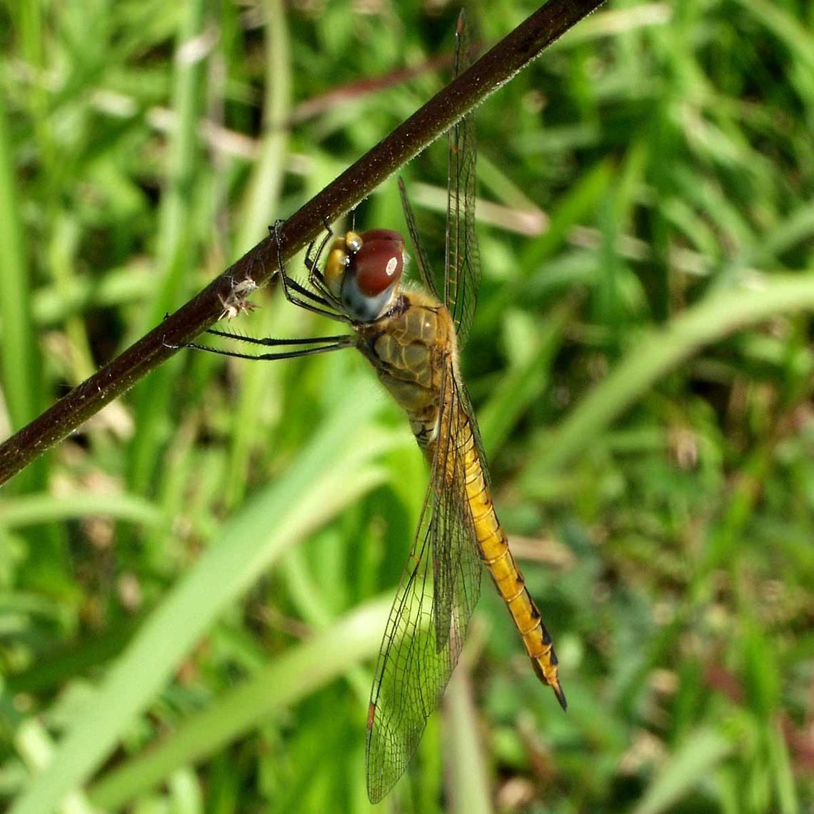 Pantala flavescens – the Globe Skimmer Location is Bandung, West Java, Indonesia. Alongside a stream and paddy fields.<br />
<figure class="photo"><a href="https://www.jungledragon.com/image/38587/pantala_flavescens_the_globe_skimmer.html" title="Pantala flavescens &ndash; the Globe Skimmer"><img src="https://s3.amazonaws.com/media.jungledragon.com/images/2784/38587_thumb.jpg?AWSAccessKeyId=05GMT0V3GWVNE7GGM1R2&Expires=1759968010&Signature=2JcvcXVJ6sr2N8nEnjqnu5UU6Hg%3D" width="200" height="150" alt="Pantala flavescens &ndash; the Globe Skimmer latitude or any country were the mean temperature is 20&deg;C or better. Countries were the temperature drops too low in winter, the dragon will migrate.<br />
<br />
The reason for this dragon&rsquo;s huge success, is that it is better at flying than all the other dragons, and spends most of its day on the wing. Its flight equipment looks no different to other dragons. I will deal with my theories on flavescens flight abilities in another post.<br />
<br />
This dragon appears to fly purely for the joy it brings, and is usually spotted in large clouds of dragons, aimlessly flying around effortlessly.<br />
<br />
Location is Bandung, West Java, Indonesia. Alongside a stream and paddy fields.<br />
http://www.jungledragon.com/image/38586/pantala_flavescens_0663.html<br />
http://www.jungledragon.com/image/38589/pantala_flavescens_1882.html<br />
http://www.jungledragon.com/image/38588/pantala_flavescens_2126.html<br />
http://www.jungledragon.com/image/38590/a_festival_of_dragons.html Bandung,Geotagged,Globe Skimmer,Indonesia,Java,Pantala flavescens,Spring,Wandering Glider,West Java,dragon,dragonfly,odonata" /></a></figure> Bandung,Geotagged,Globe Skimmer,Indonesia,Java,Pantala flavescens,Summer,Wandering Glider,West Java,dragon,dragonfly,odonata