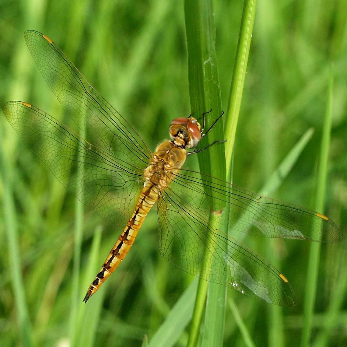 Pantala flavescens – the Globe Skimmer Location is Bandung, West Java, Indonesia. Alongside a stream and paddy fields.<br />
<figure class="photo"><a href="https://www.jungledragon.com/image/38587/pantala_flavescens_the_globe_skimmer.html" title="Pantala flavescens &ndash; the Globe Skimmer"><img src="https://s3.amazonaws.com/media.jungledragon.com/images/2784/38587_thumb.jpg?AWSAccessKeyId=05GMT0V3GWVNE7GGM1R2&Expires=1763596810&Signature=L59GJsHD8jFwDIVOWhx8ODzg9lk%3D" width="200" height="150" alt="Pantala flavescens &ndash; the Globe Skimmer latitude or any country were the mean temperature is 20&deg;C or better. Countries were the temperature drops too low in winter, the dragon will migrate.<br />
<br />
The reason for this dragon&rsquo;s huge success, is that it is better at flying than all the other dragons, and spends most of its day on the wing. Its flight equipment looks no different to other dragons. I will deal with my theories on flavescens flight abilities in another post.<br />
<br />
This dragon appears to fly purely for the joy it brings, and is usually spotted in large clouds of dragons, aimlessly flying around effortlessly.<br />
<br />
Location is Bandung, West Java, Indonesia. Alongside a stream and paddy fields.<br />
http://www.jungledragon.com/image/38586/pantala_flavescens_0663.html<br />
http://www.jungledragon.com/image/38589/pantala_flavescens_1882.html<br />
http://www.jungledragon.com/image/38588/pantala_flavescens_2126.html<br />
http://www.jungledragon.com/image/38590/a_festival_of_dragons.html Bandung,Geotagged,Globe Skimmer,Indonesia,Java,Pantala flavescens,Spring,Wandering Glider,West Java,dragon,dragonfly,odonata" /></a></figure> Bandung,Geotagged,Globe Skimmer,Indonesia,Java,Pantala flavescens,Summer,Wandering Glider,West Java,dragon,dragonfly,odonata