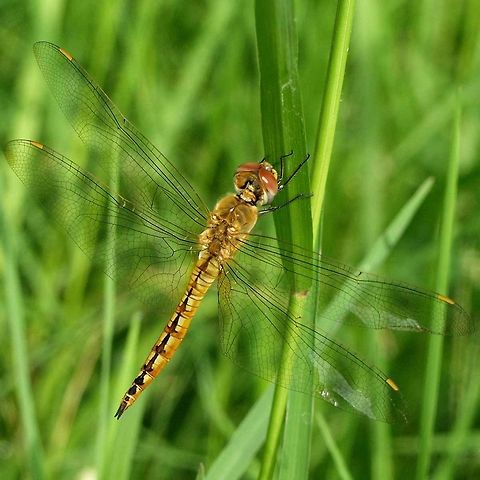 Pantala flavescens – the Globe Skimmer Location is Bandung, West Java, Indonesia. Alongside a stream and paddy fields.
http://www.jungledragon.com/image/38587/pantala_flavescens_03_067.html Bandung,Geotagged,Globe Skimmer,Indonesia,Java,Pantala flavescens,Summer,Wandering Glider,West Java,dragon,dragonfly,odonata