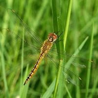 Pantala flavescens – the Globe Skimmer Location is Bandung, West Java, Indonesia. Alongside a stream and paddy fields.<br />
http://www.jungledragon.com/image/38587/pantala_flavescens_03_067.html Bandung,Geotagged,Globe Skimmer,Indonesia,Java,Pantala flavescens,Summer,Wandering Glider,West Java,dragon,dragonfly,odonata