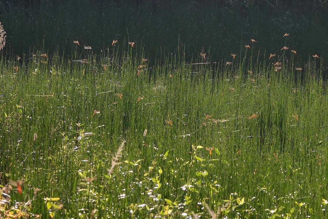 A Festival of Dragons These dragons are warming up in the first rays of the sun as it comes into the valley. They spent the night hanging from the paddy field produce, amongst a few thousand long jawed spiders and argiope spiders, various mantids.<br />
<br />
I am so lucky, across the road from my house, there is a 25m square patch of undeveloped land, over which a swarm of flavescens entertain me all day long, and I don't need to leave my chair :)<br />
<br />
Location is Bandung, West Java, Indonesia. Alongside a stream and paddy fields.<br />
<figure class="photo"><a href="https://www.jungledragon.com/image/38587/pantala_flavescens_the_globe_skimmer.html" title="Pantala flavescens &ndash; the Globe Skimmer"><img src="https://s3.amazonaws.com/media.jungledragon.com/images/2784/38587_thumb.jpg?AWSAccessKeyId=05GMT0V3GWVNE7GGM1R2&Expires=1770854410&Signature=kOkgxXIsgI8k%2BFtxMp2m9%2FIjrvo%3D" width="200" height="150" alt="Pantala flavescens &ndash; the Globe Skimmer latitude or any country were the mean temperature is 20&deg;C or better. Countries were the temperature drops too low in winter, the dragon will migrate.<br />
<br />
The reason for this dragon&rsquo;s huge success, is that it is better at flying than all the other dragons, and spends most of its day on the wing. Its flight equipment looks no different to other dragons. I will deal with my theories on flavescens flight abilities in another post.<br />
<br />
This dragon appears to fly purely for the joy it brings, and is usually spotted in large clouds of dragons, aimlessly flying around effortlessly.<br />
<br />
Location is Bandung, West Java, Indonesia. Alongside a stream and paddy fields.<br />
http://www.jungledragon.com/image/38586/pantala_flavescens_0663.html<br />
http://www.jungledragon.com/image/38589/pantala_flavescens_1882.html<br />
http://www.jungledragon.com/image/38588/pantala_flavescens_2126.html<br />
http://www.jungledragon.com/image/38590/a_festival_of_dragons.html Bandung,Geotagged,Globe Skimmer,Indonesia,Java,Pantala flavescens,Spring,Wandering Glider,West Java,dragon,dragonfly,odonata" /></a></figure> Bandung,Java,Pantala flavescens,Wandering Glider,West Java,dragon,dragonfly,globe skimmer